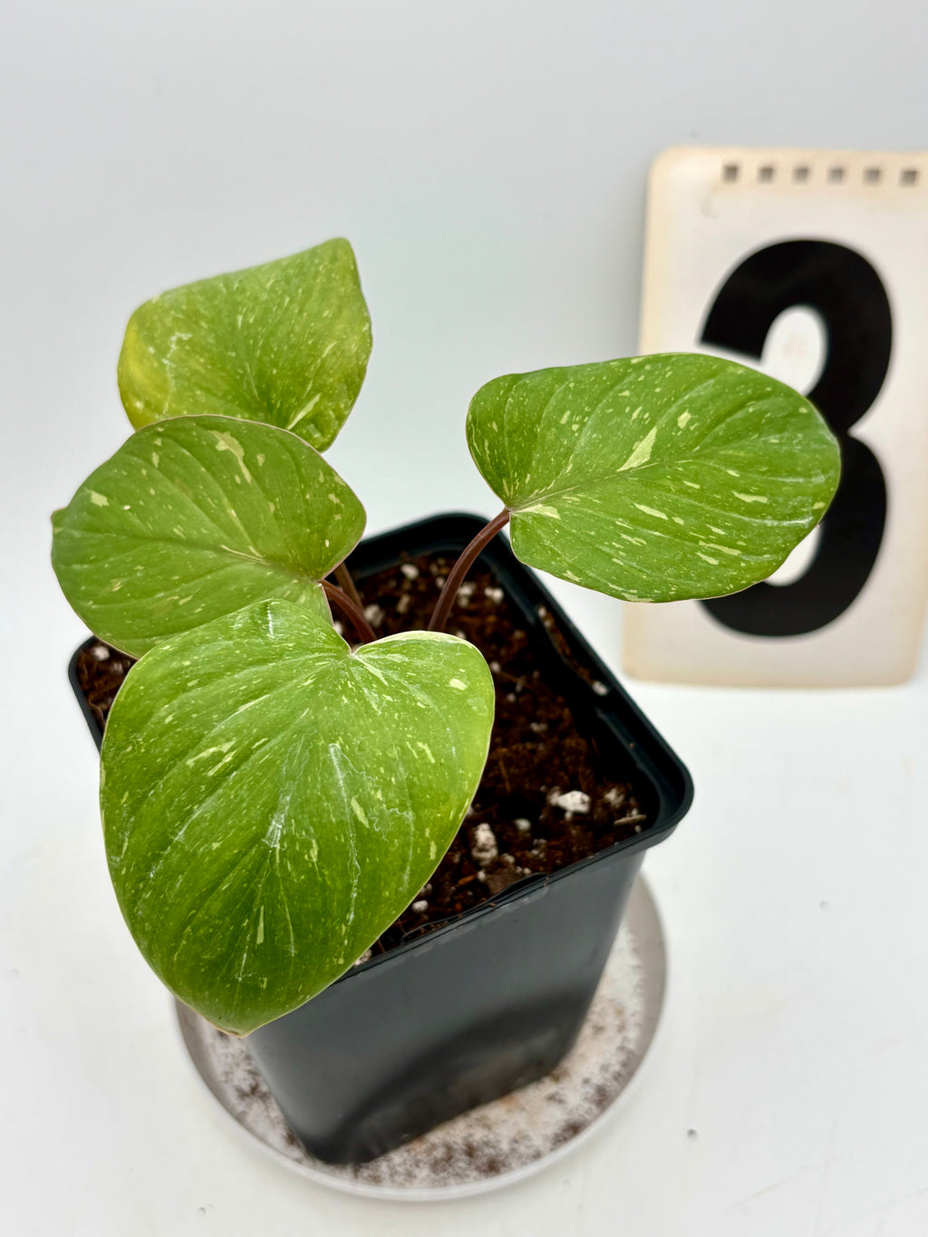 Homalomena Rubescens Variegata