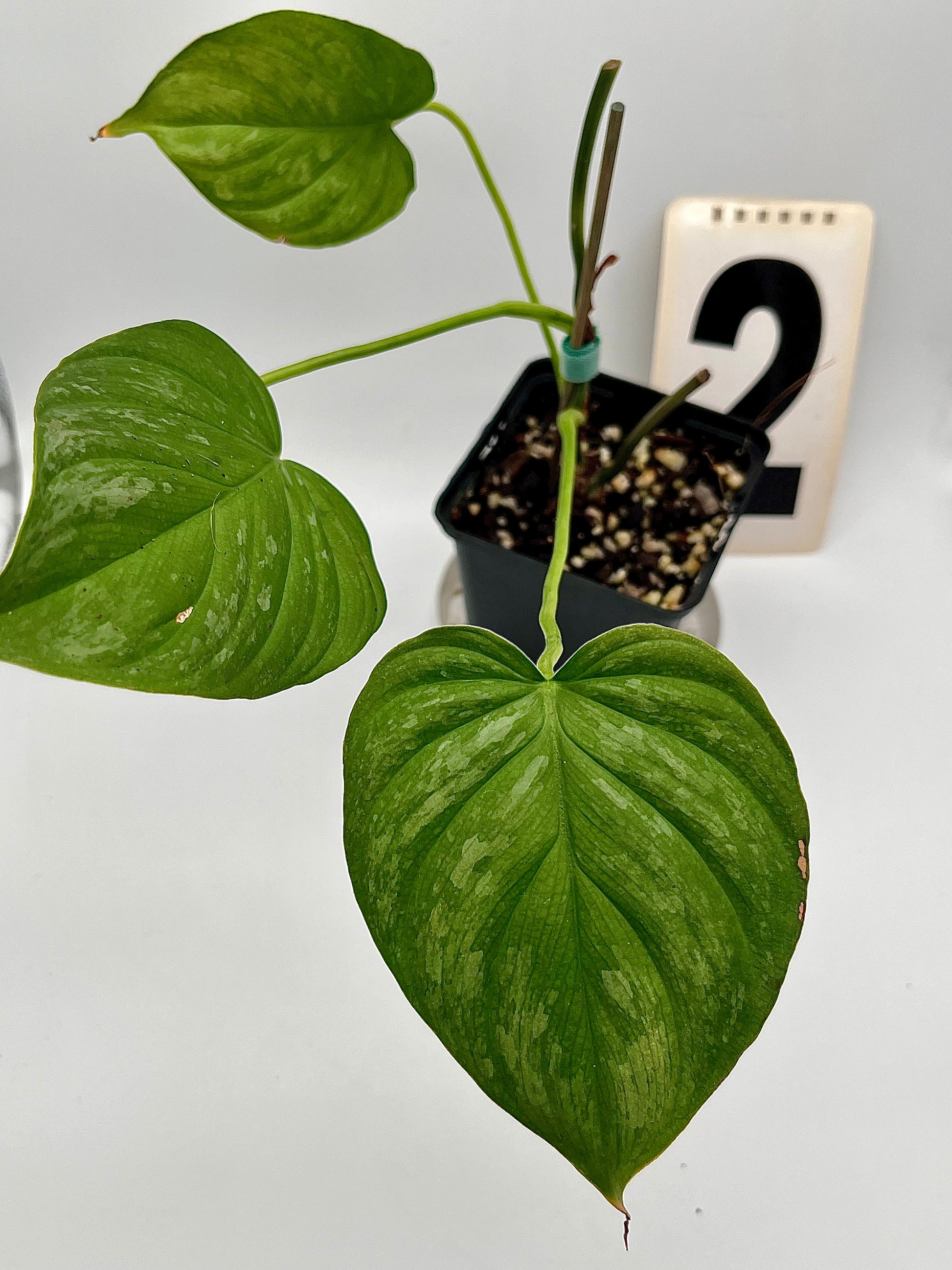 Philodendron Majestic