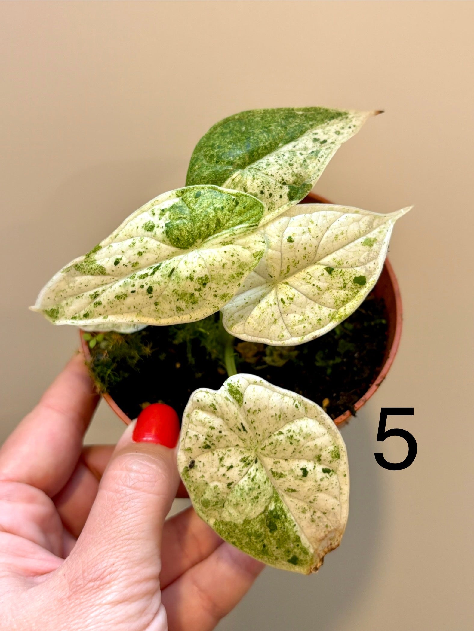 Special Deal - Alocasia Dragon Scale Mint