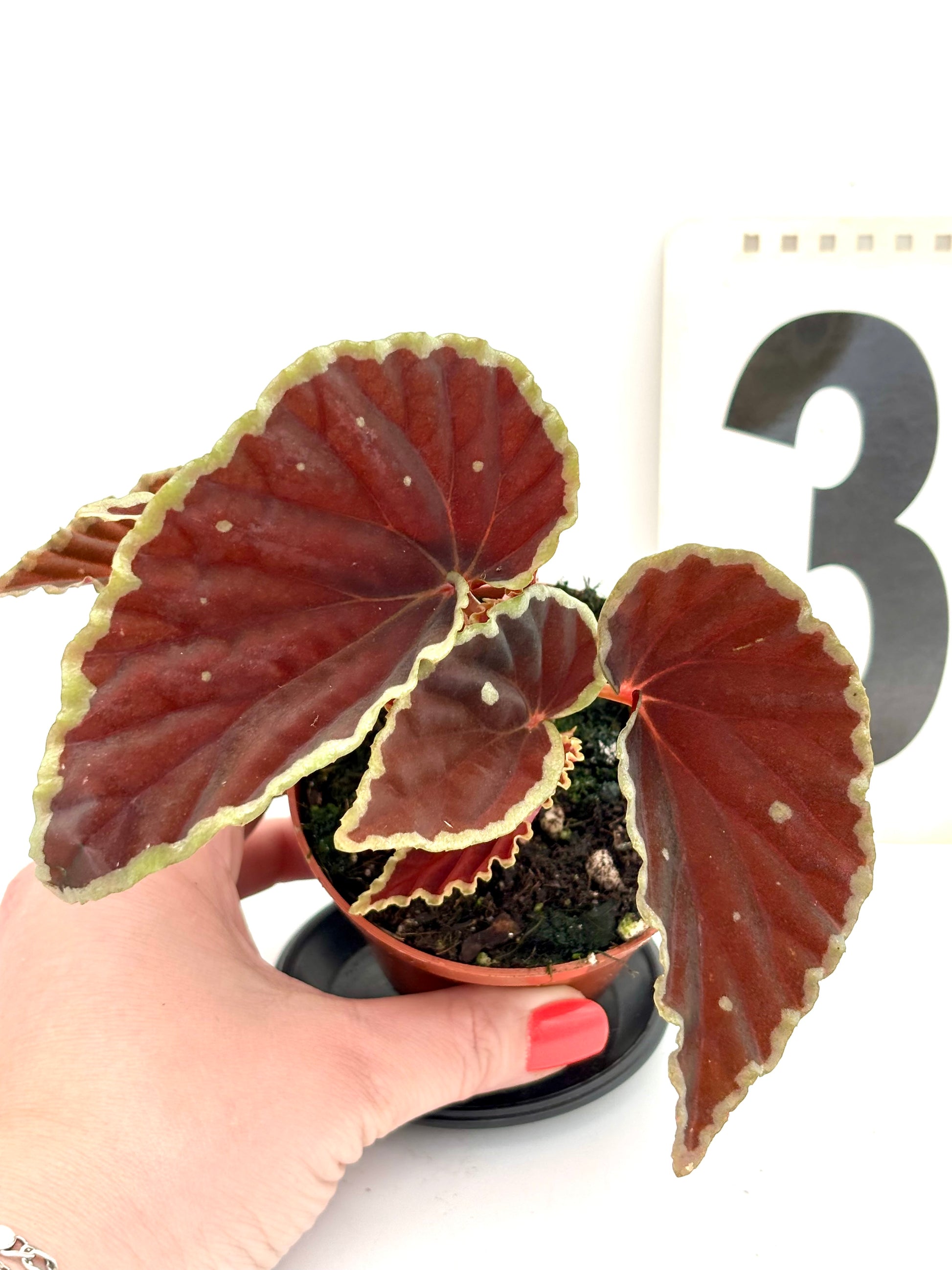 Grüne Begonia darthvaderiana ‘Green Spots’ von Exotic-Flowers, Nahaufnahme der Blätter mit grünen Flecken