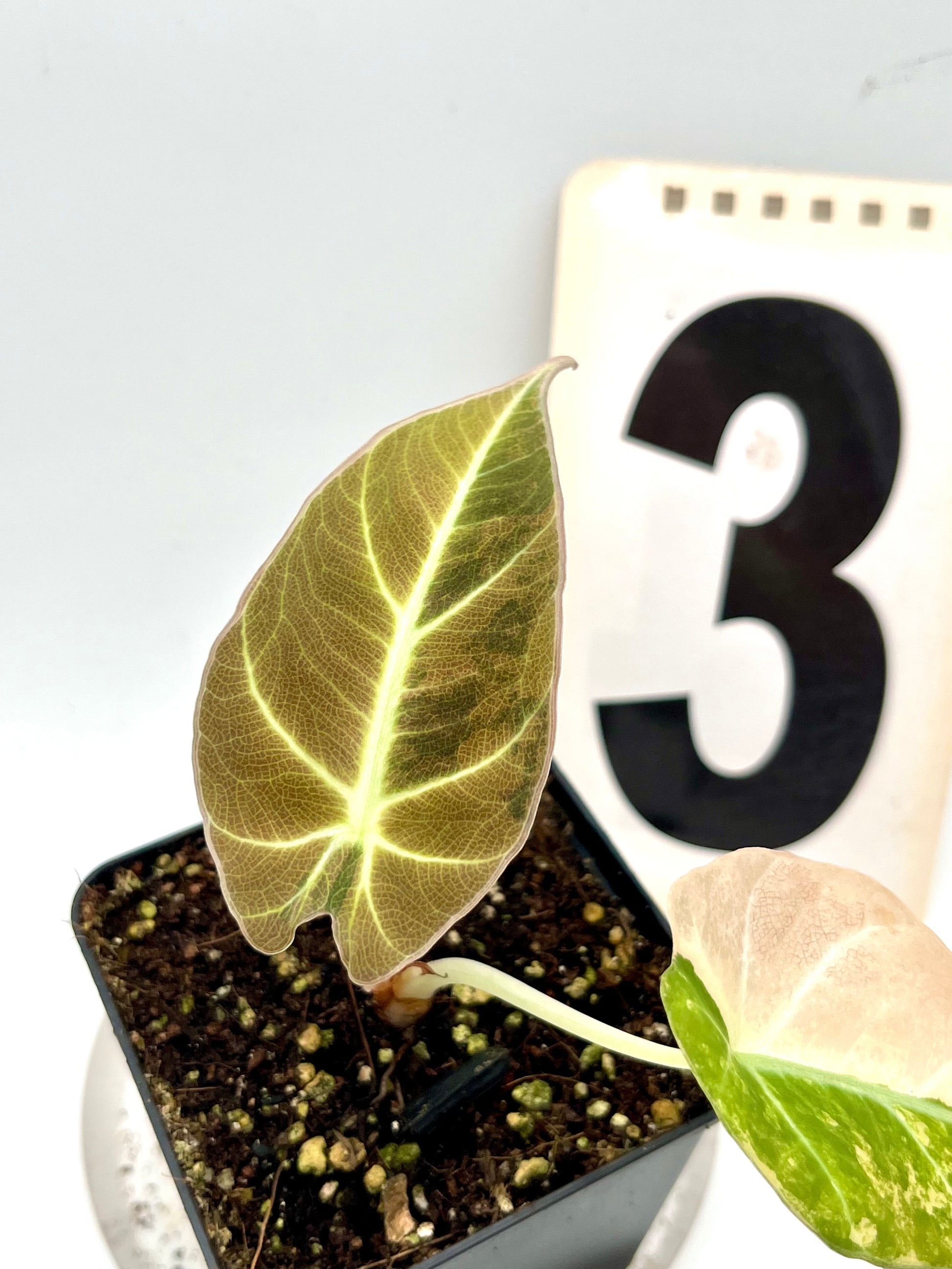 Alocasia Black Velvet Aurea Variegata