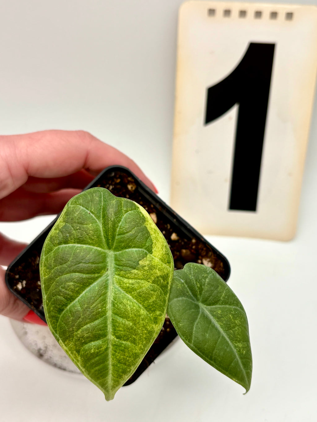 Alocasia Maharani Aurea Variegata
