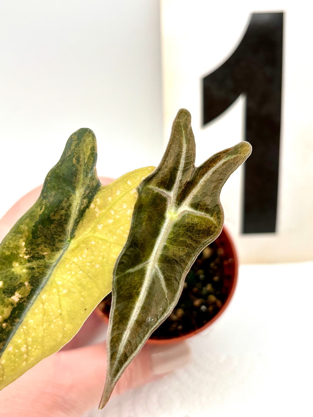 Alocasia Nobilis Aurea Variegata