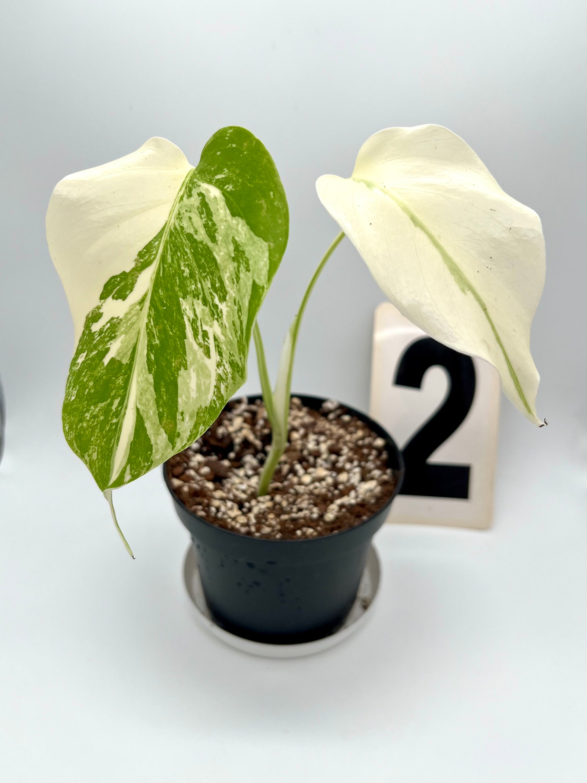 Monstera Variegata