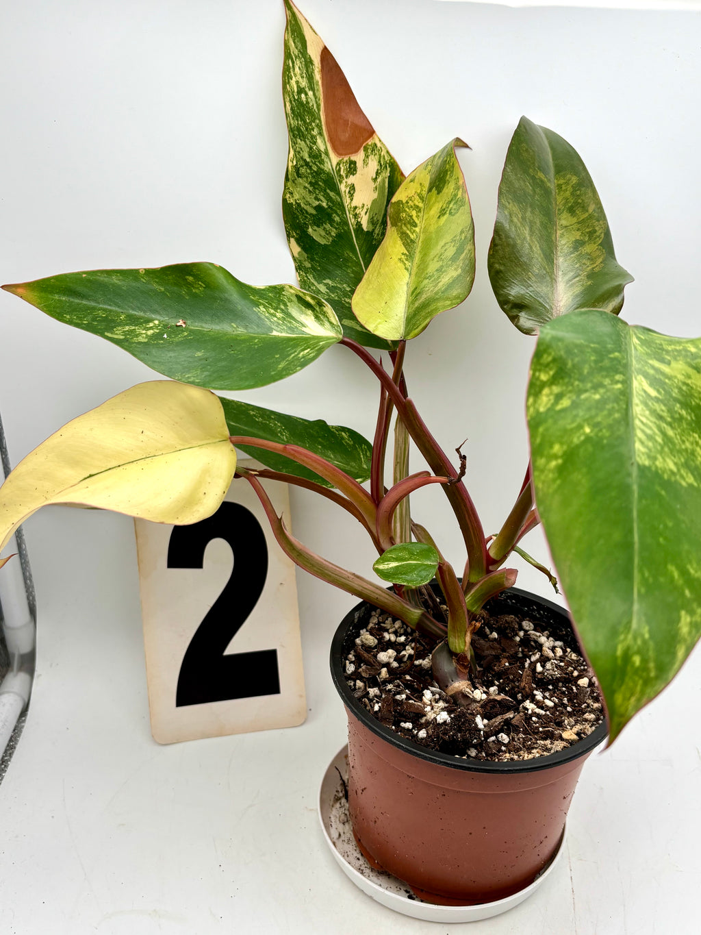 Philodendron Strawberry Shake