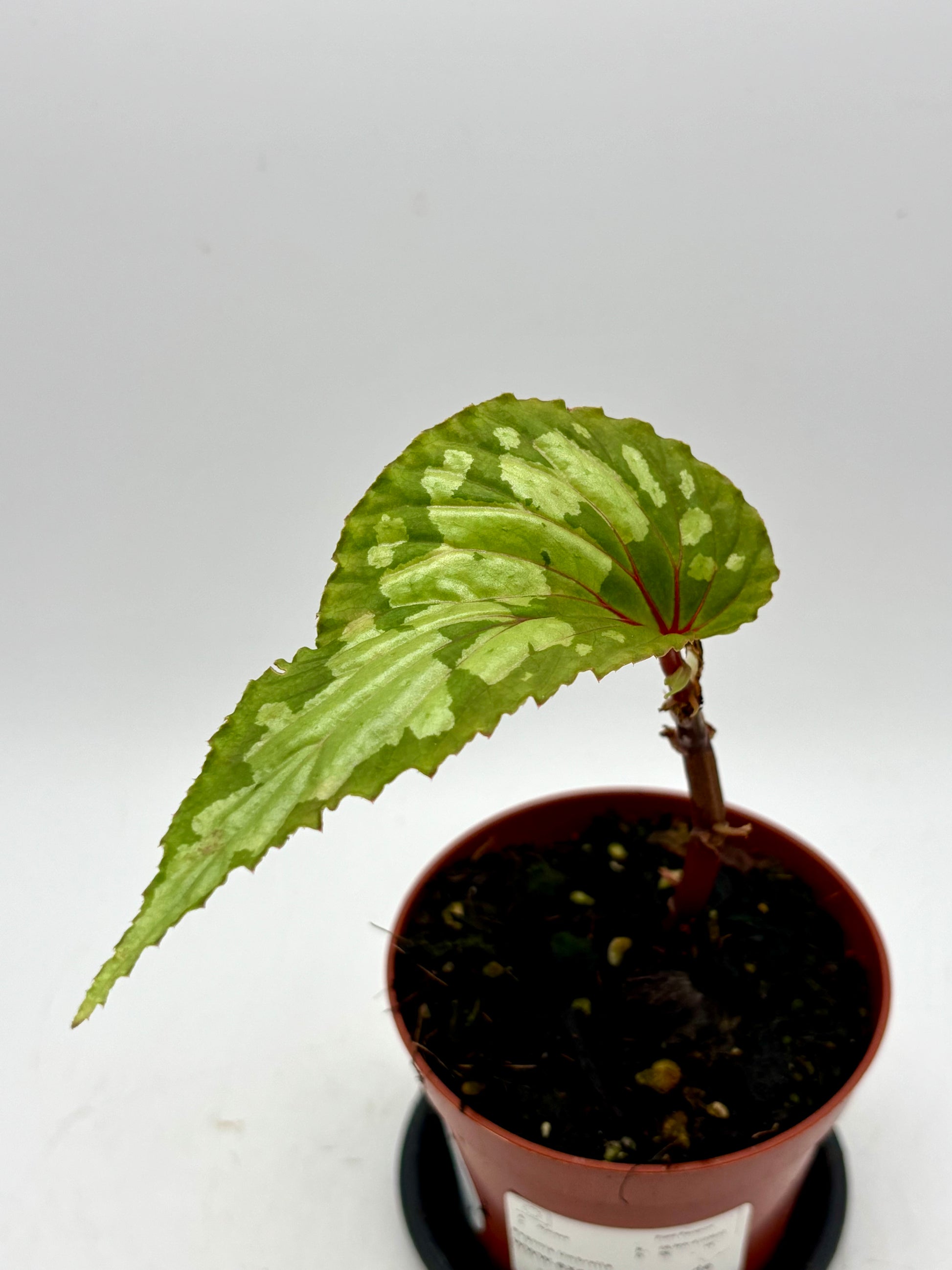 Begonia Regenschirm von Exotic-Flowers mit bunten Blättern und stilvollem Design, perfekt für den Garten oder Balkon