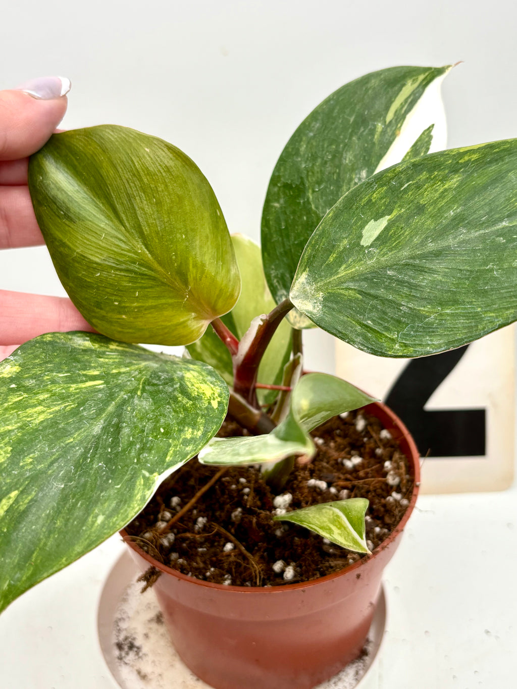 Philodendron White Knight Aurea / Tricolor