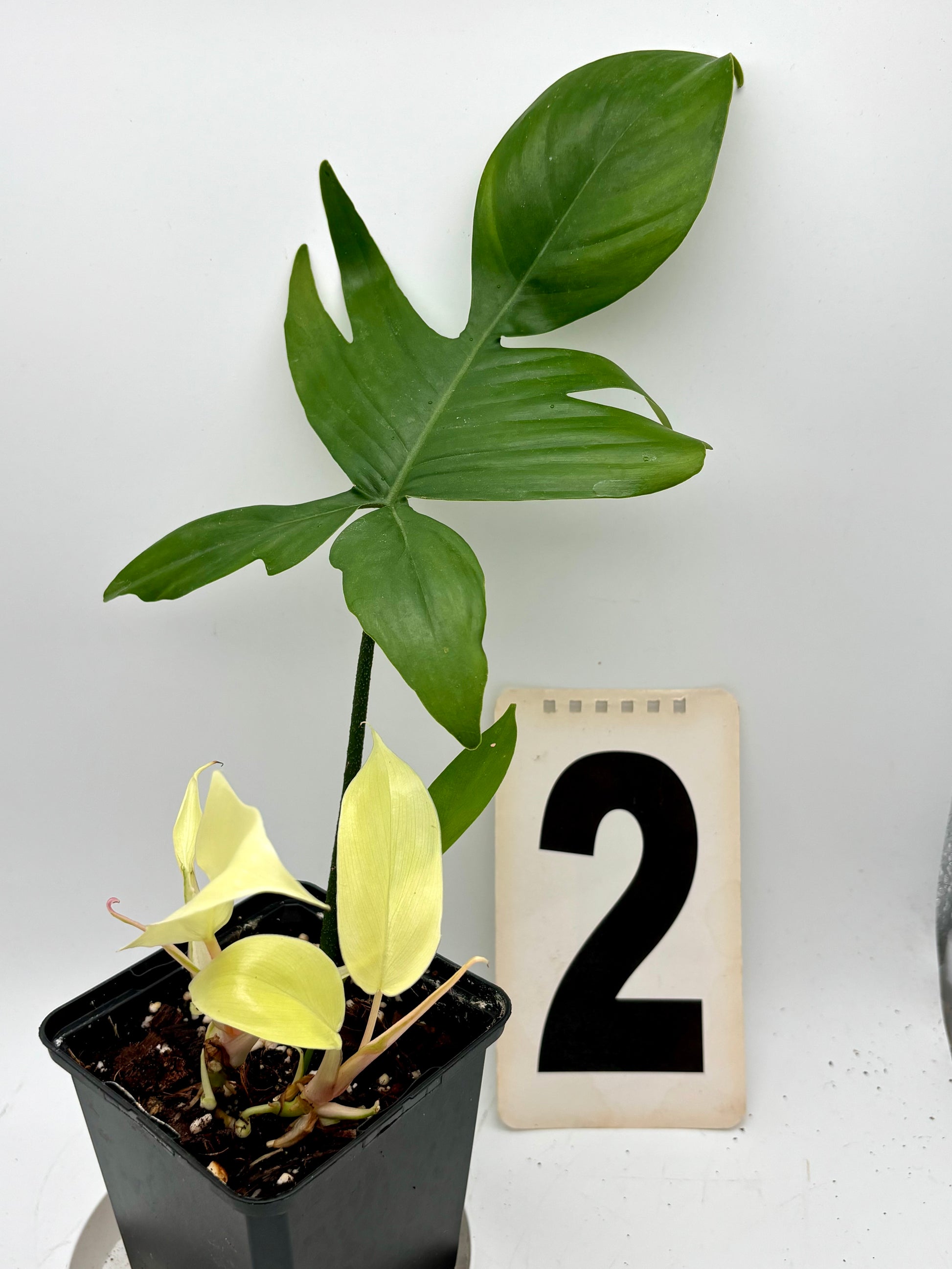 Philodendron Florida Ghost von Exotic-Flowers, grüne Pflanze mit weißen Blättern, im Topf auf einem Holztisch sichtbar