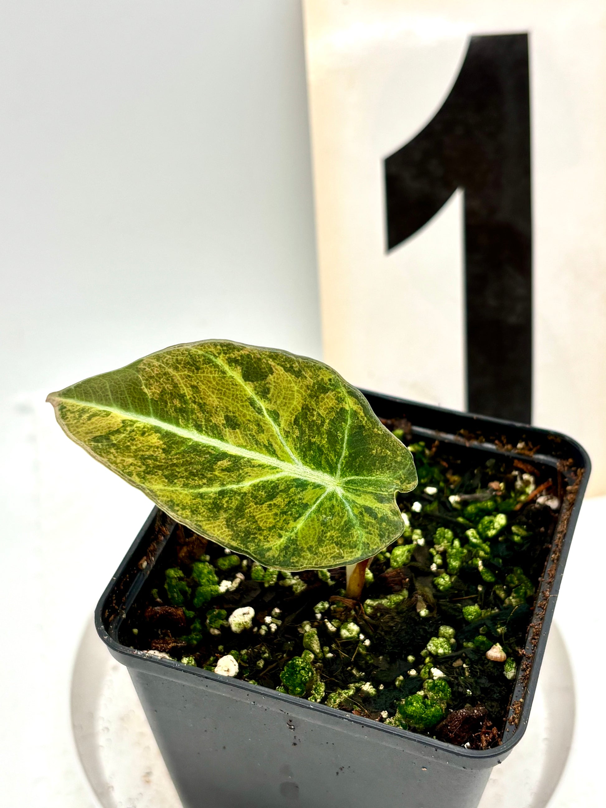 Alocasia Black Velvet Aurea Variegata