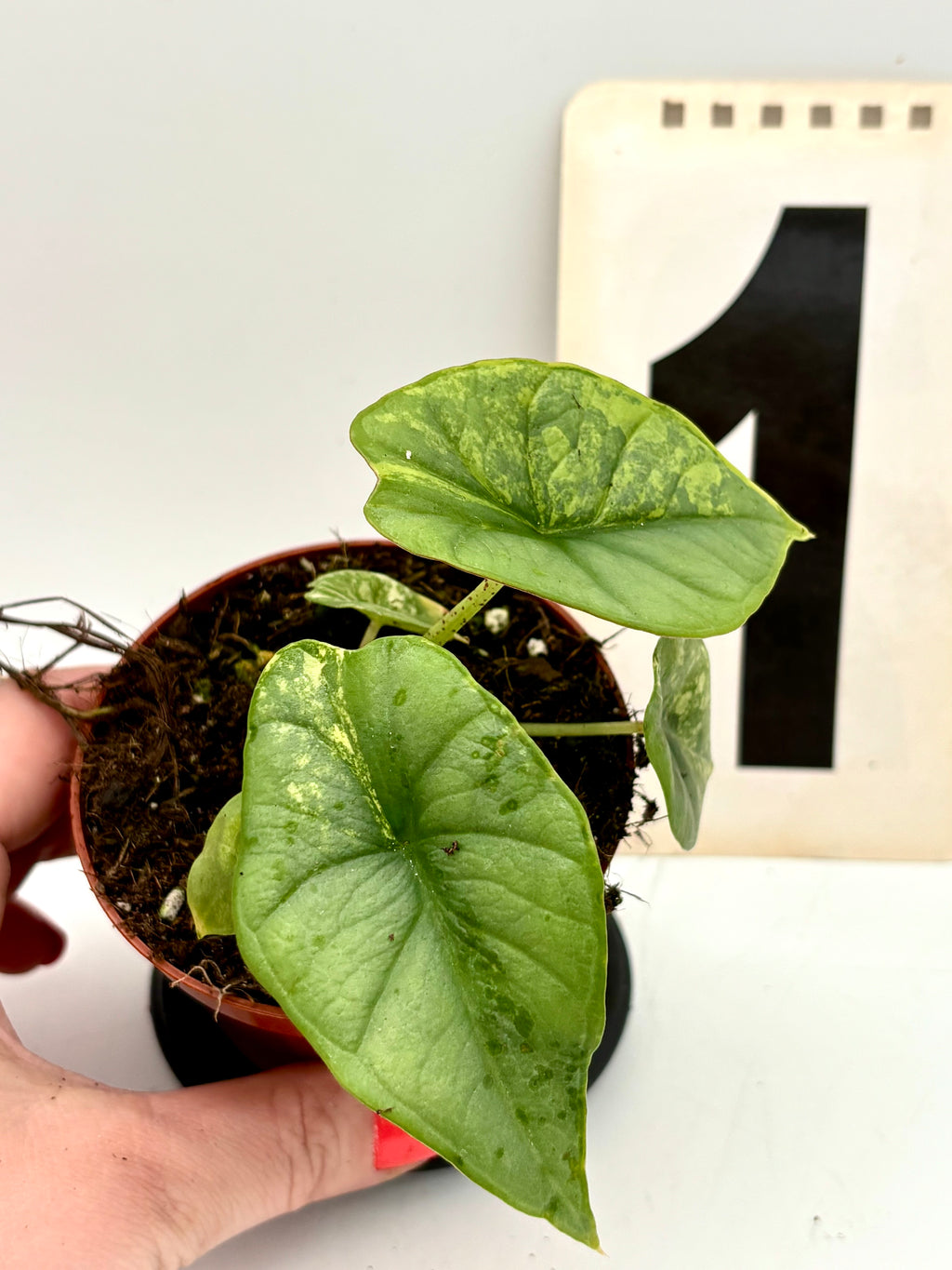 Alocasia Platinum Aurea Variegata Pflanze von Exotic-Flowers mit großen, gemusterten grün-gelben Blättern auf natürlichem Hintergrund