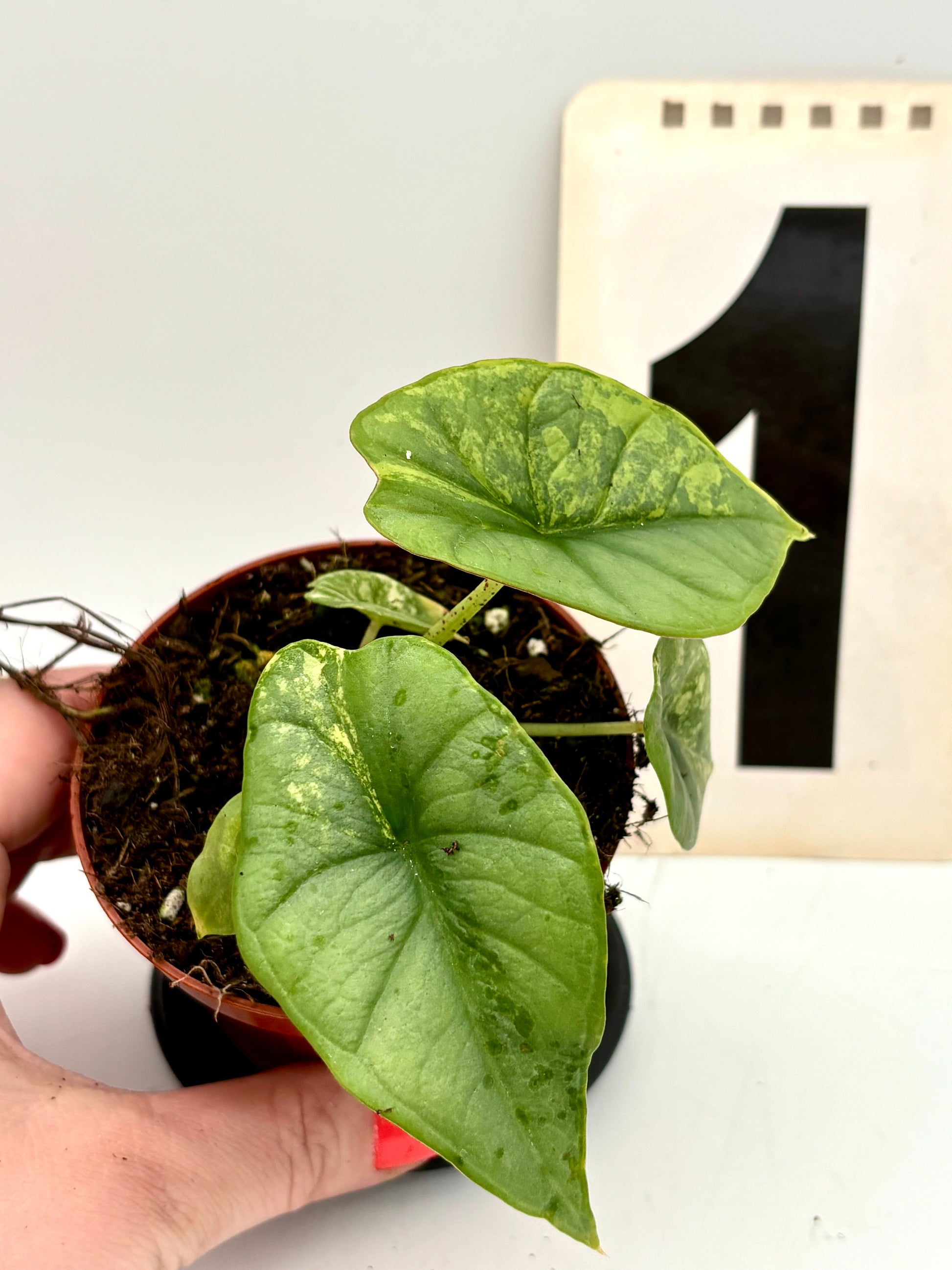 Alocasia Platinum Aurea Variegata Pflanze von Exotic-Flowers mit großen, gemusterten grün-gelben Blättern auf natürlichem Hintergrund