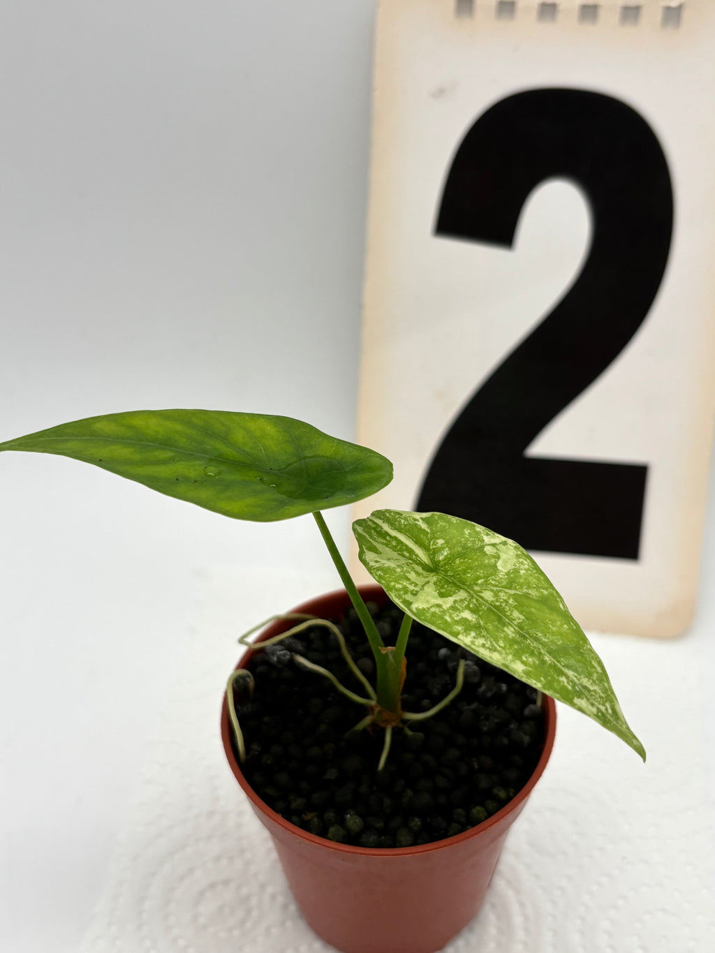 Alocasia Simpo Albo Variegata