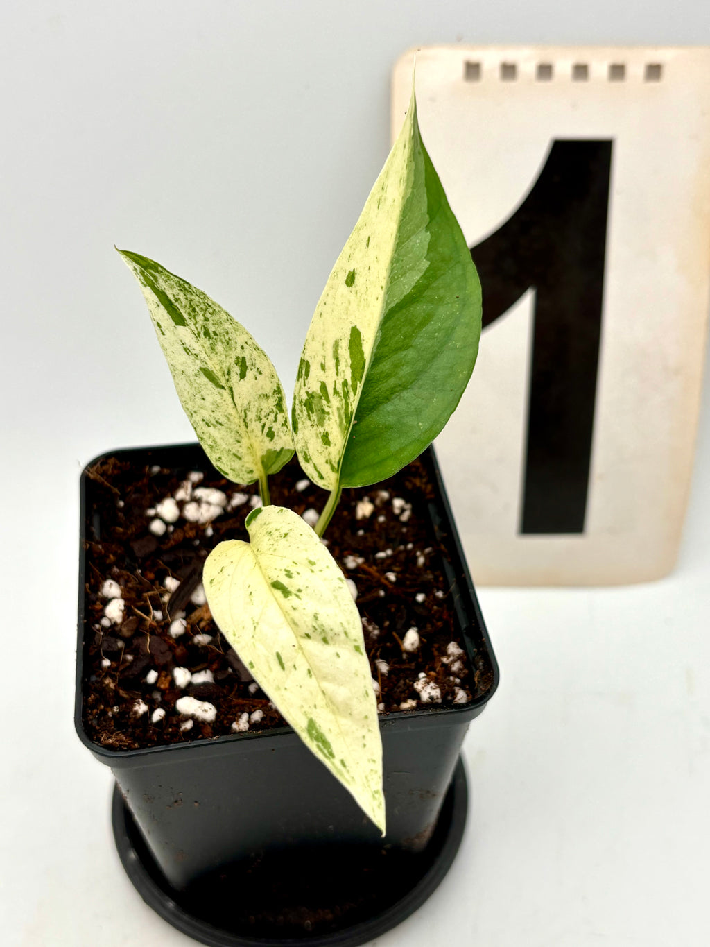 Epipremnum Cebu Blue Variegata Pflanze mit grünen und blauen Blättern, dekorative Zimmerpflanze von Exotic-Flowers