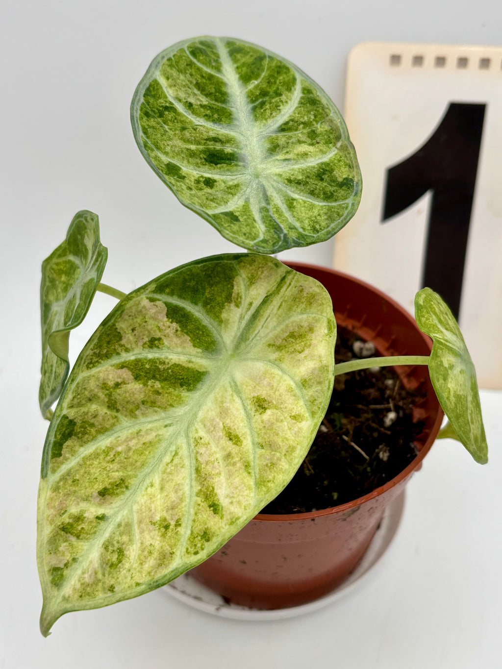 Alocasia Ninja Tricolor