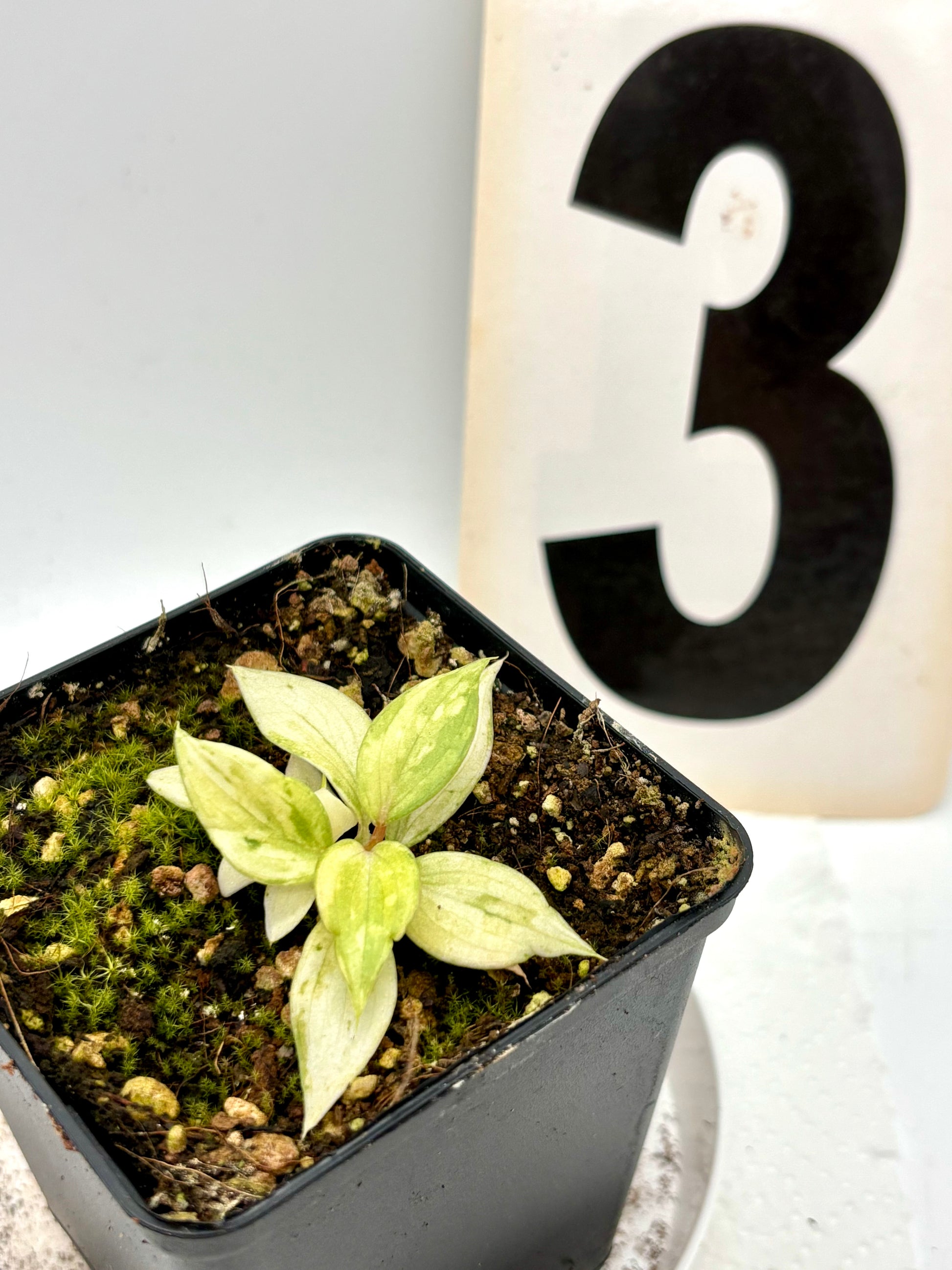 Philodendron Gloriosum Variegata Tricolor
