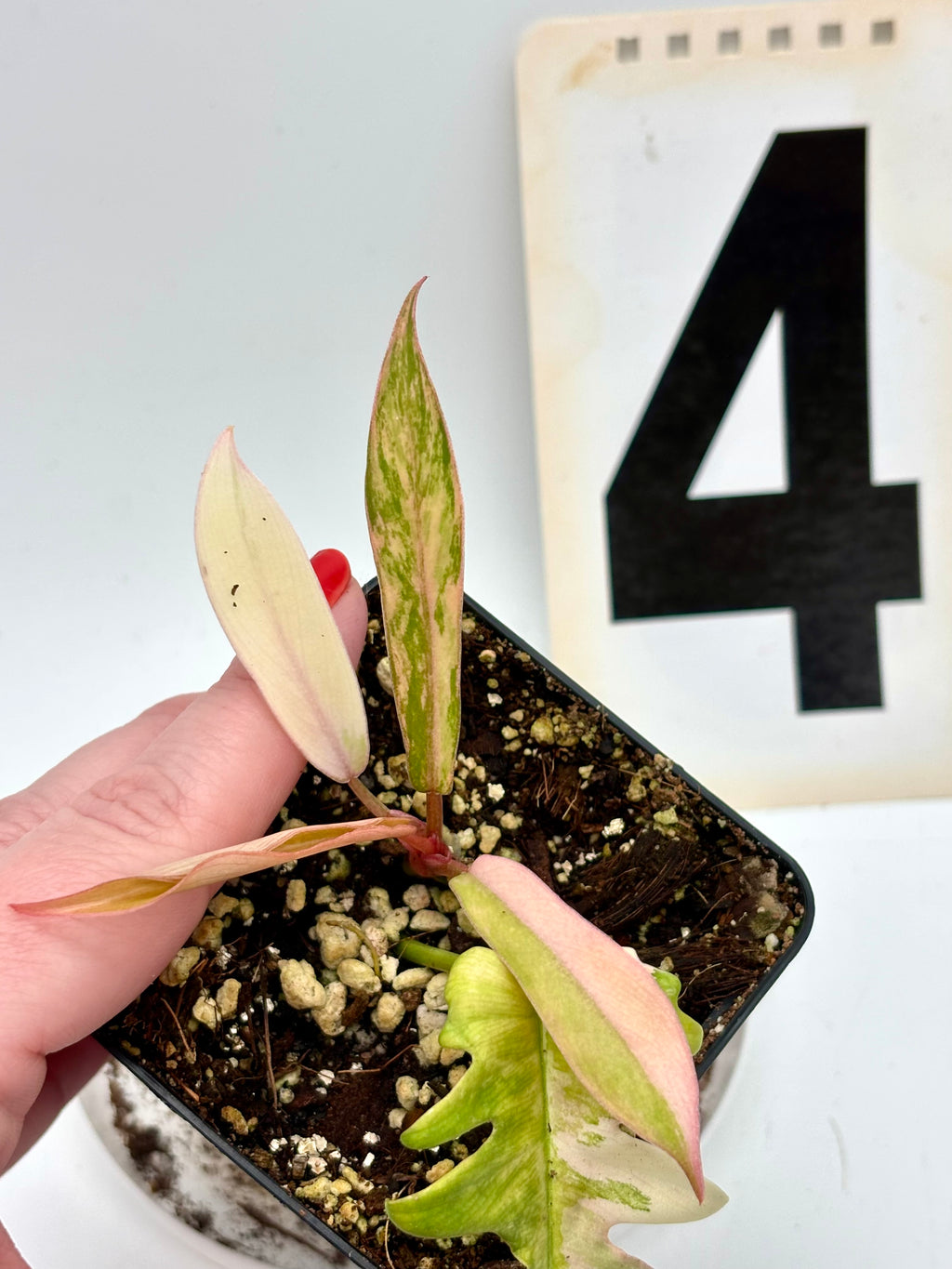 Philodendron Tortum Variegata x Florida Beauty - Exotic-Flowers