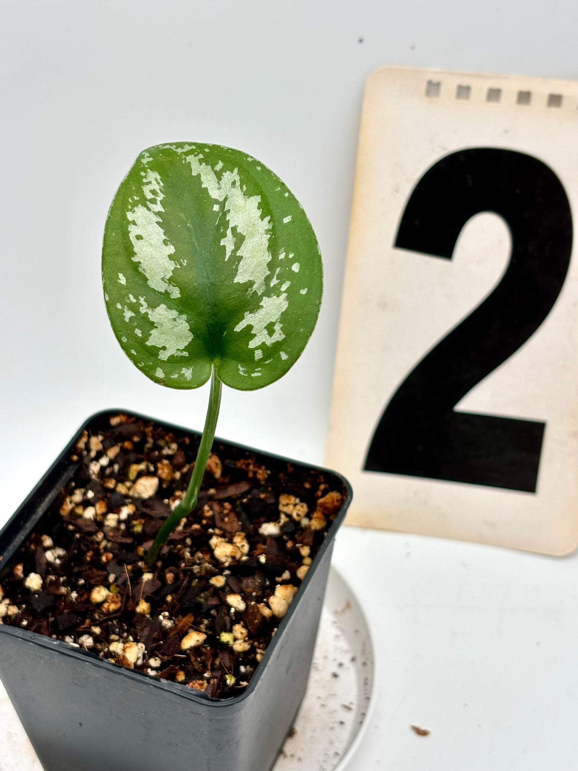 Mehrere Tricolor-Scindapsus-Pictus-Pflanzen von Exotic-Flowers mit grünen, silbernen und cremefarbenen Blättern.