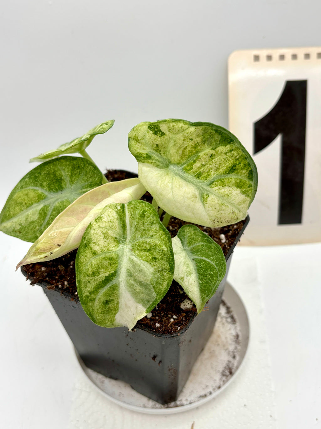 Alocasia Ninja Tricolor