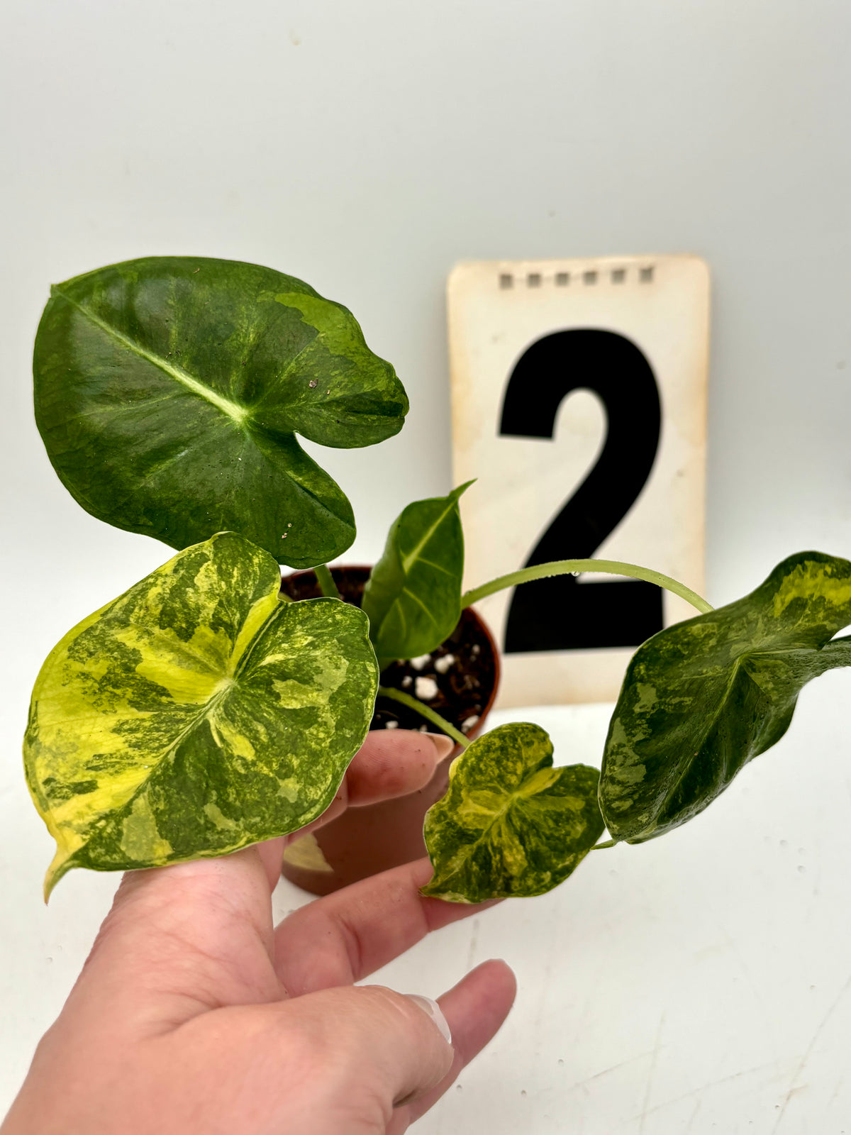Alocasia London Eye Variegata