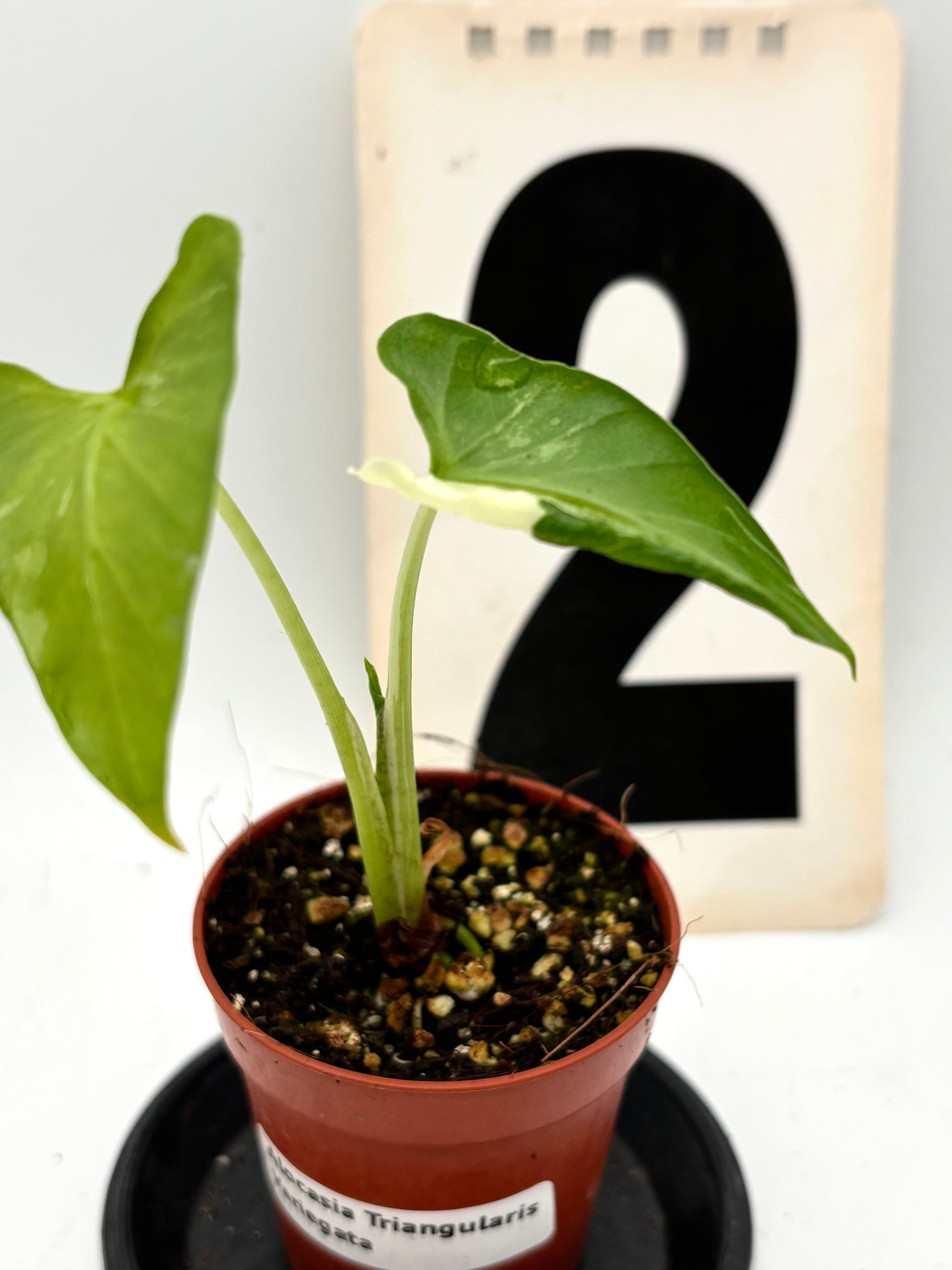 Alocasia Cucullata Crinkles Variegata Pflanze mit großen grünen Blättern und weißen Variegationsmustern, von Exotic-Flowers.