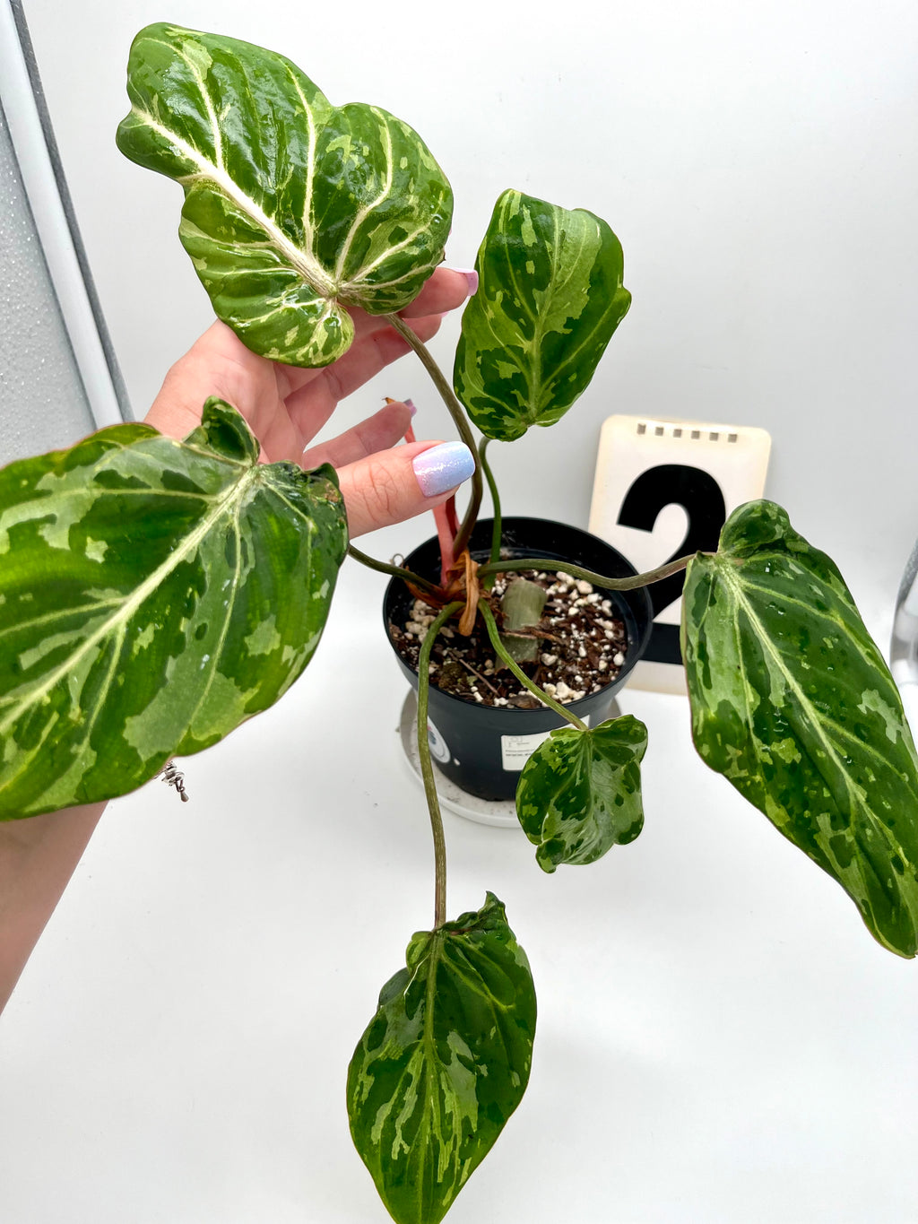 Philodendron Gloriosum Variegata
