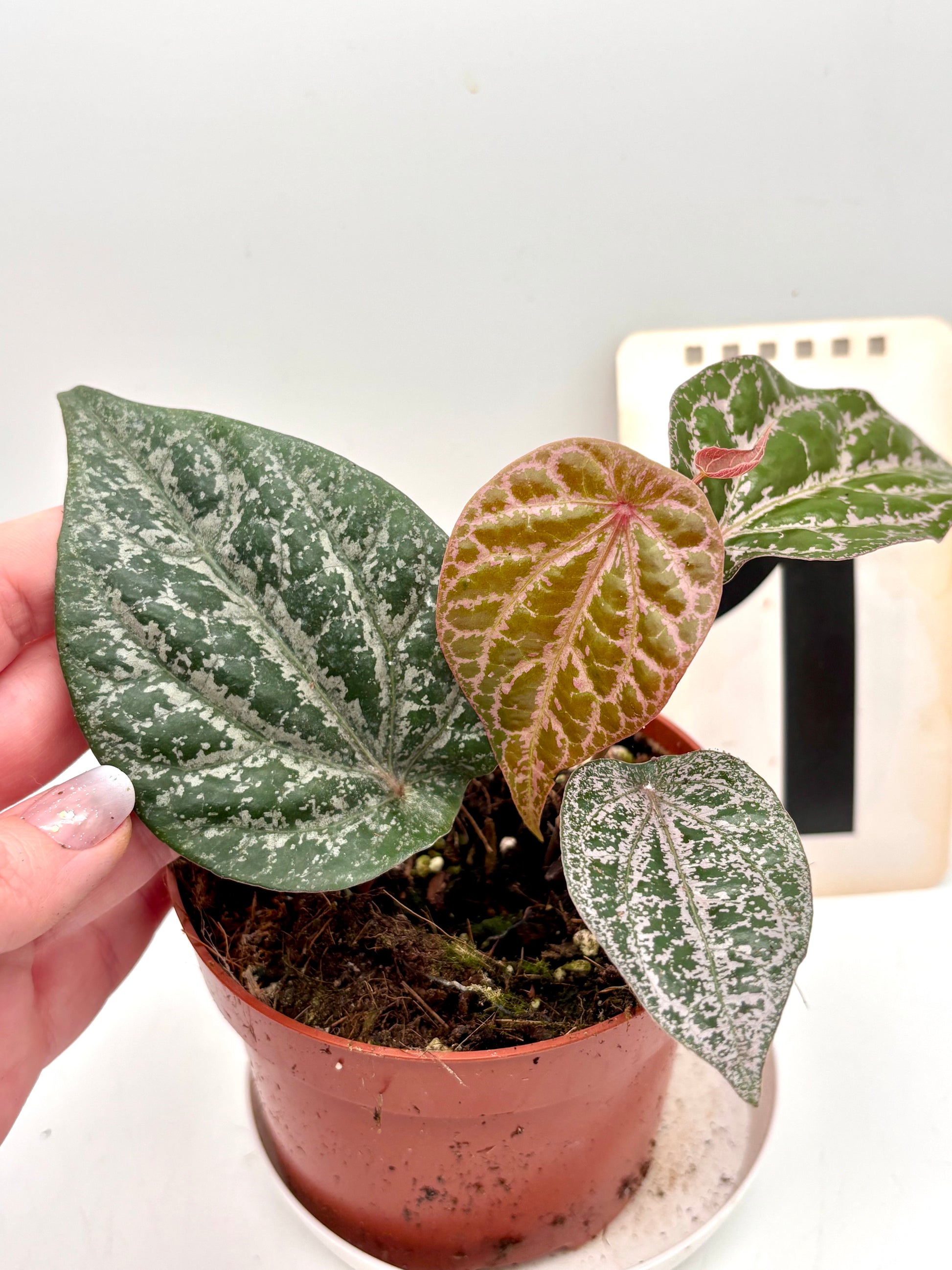 Piper Ornatum - Exotic-Flowers