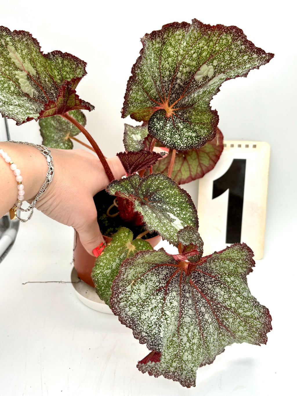 Bunte Begonie Speckled von Exotic-Flowers, dunkelgrünes Laub mit weißen und roten gefleckten Blättern, im Top.