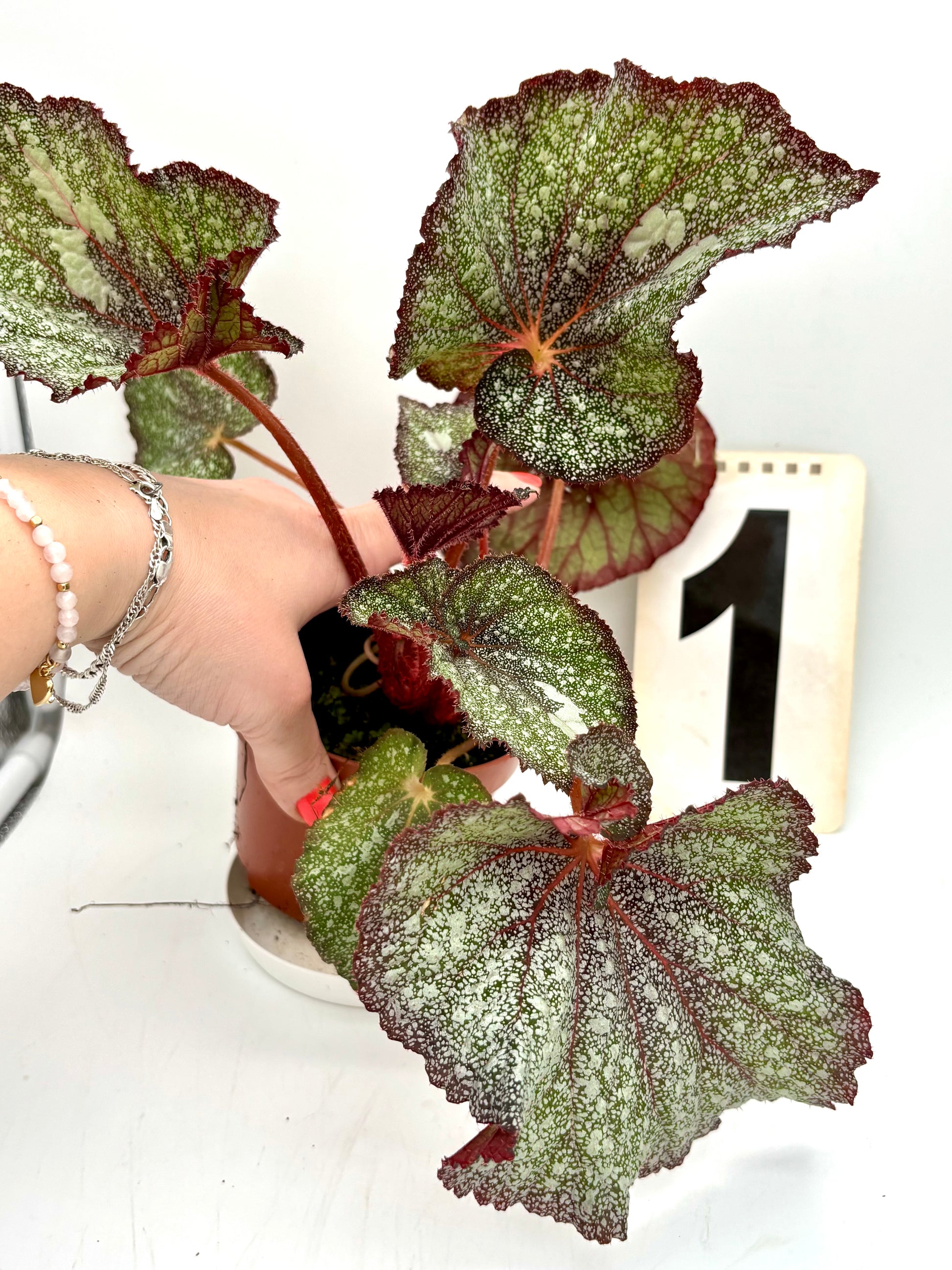 Bunte Begonie Speckled von Exotic-Flowers, dunkelgrünes Laub mit weißen und roten gefleckten Blättern, im Top.