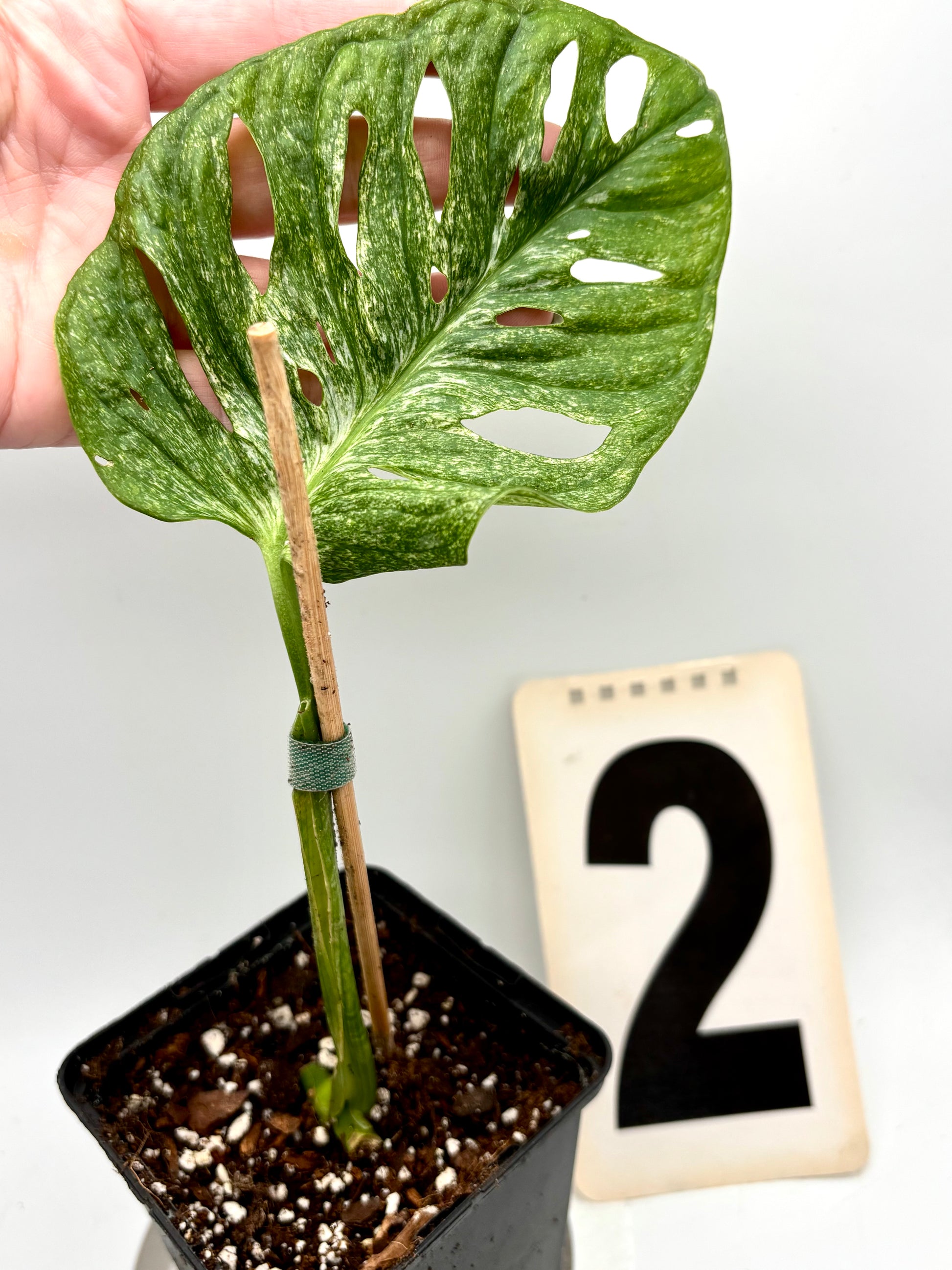 Monstera Adansonii Mint