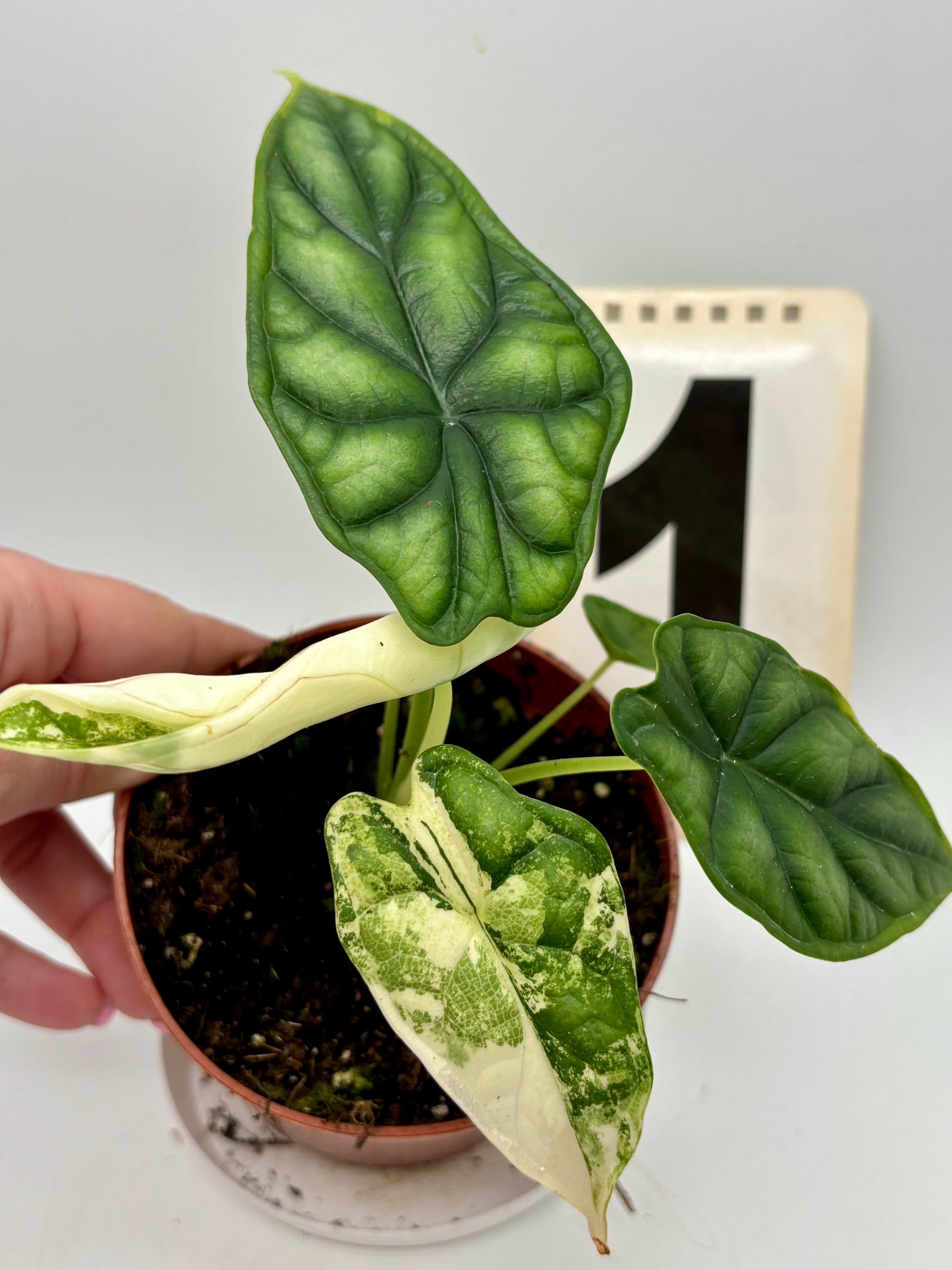 Alocasia Dragon Scale Variegata
