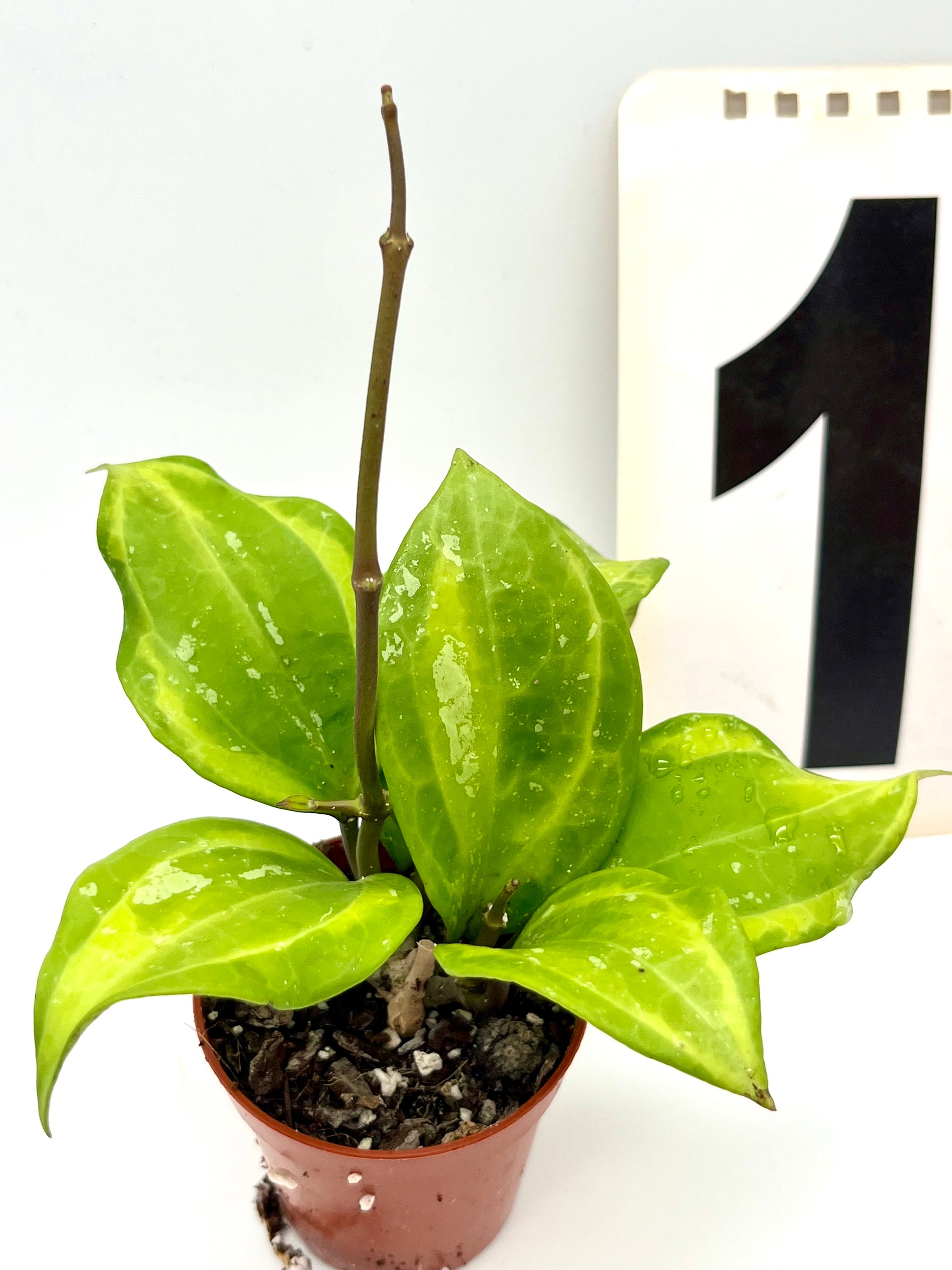 Hoya Latifolia Bai Bua