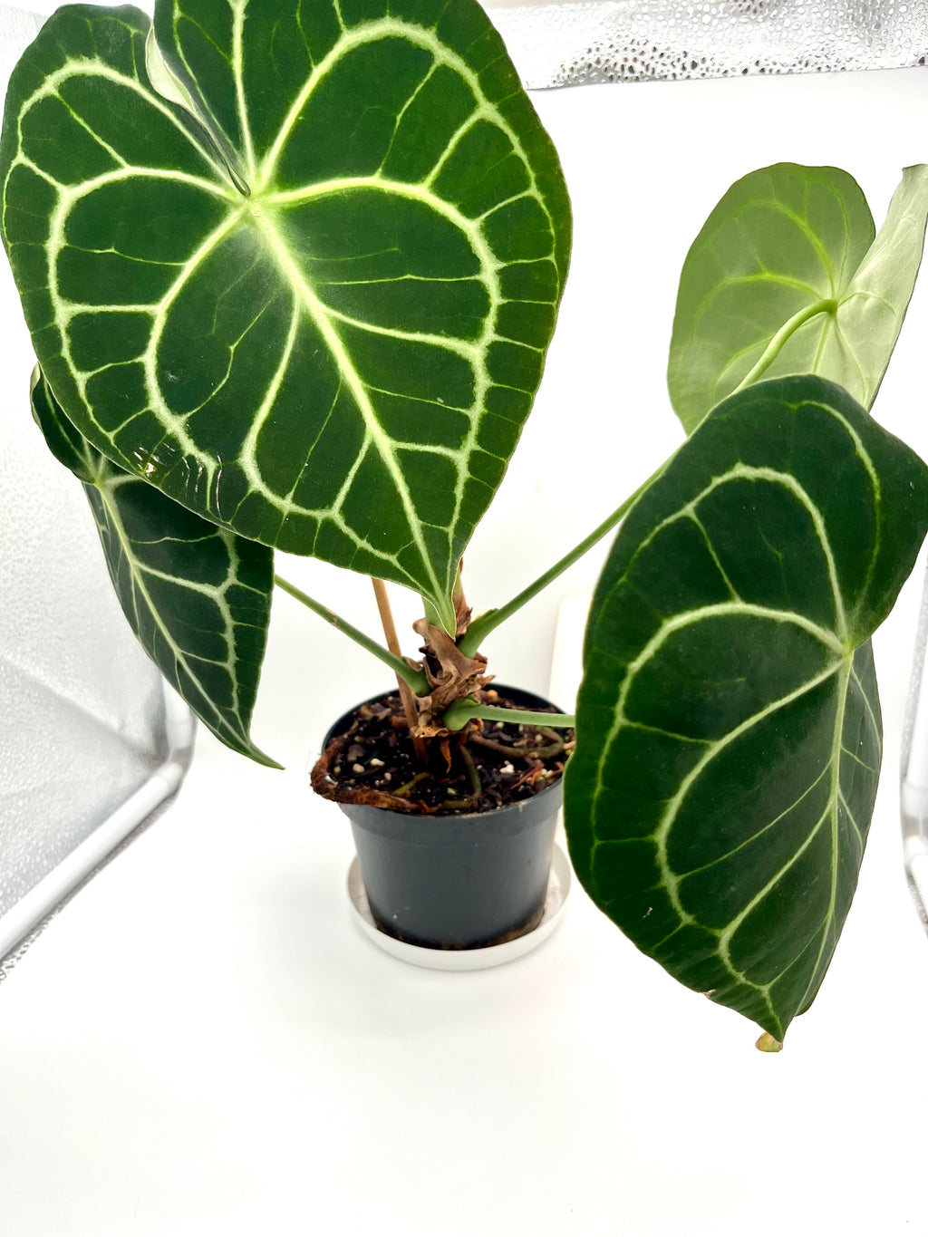 Anthurium Clarinervium
