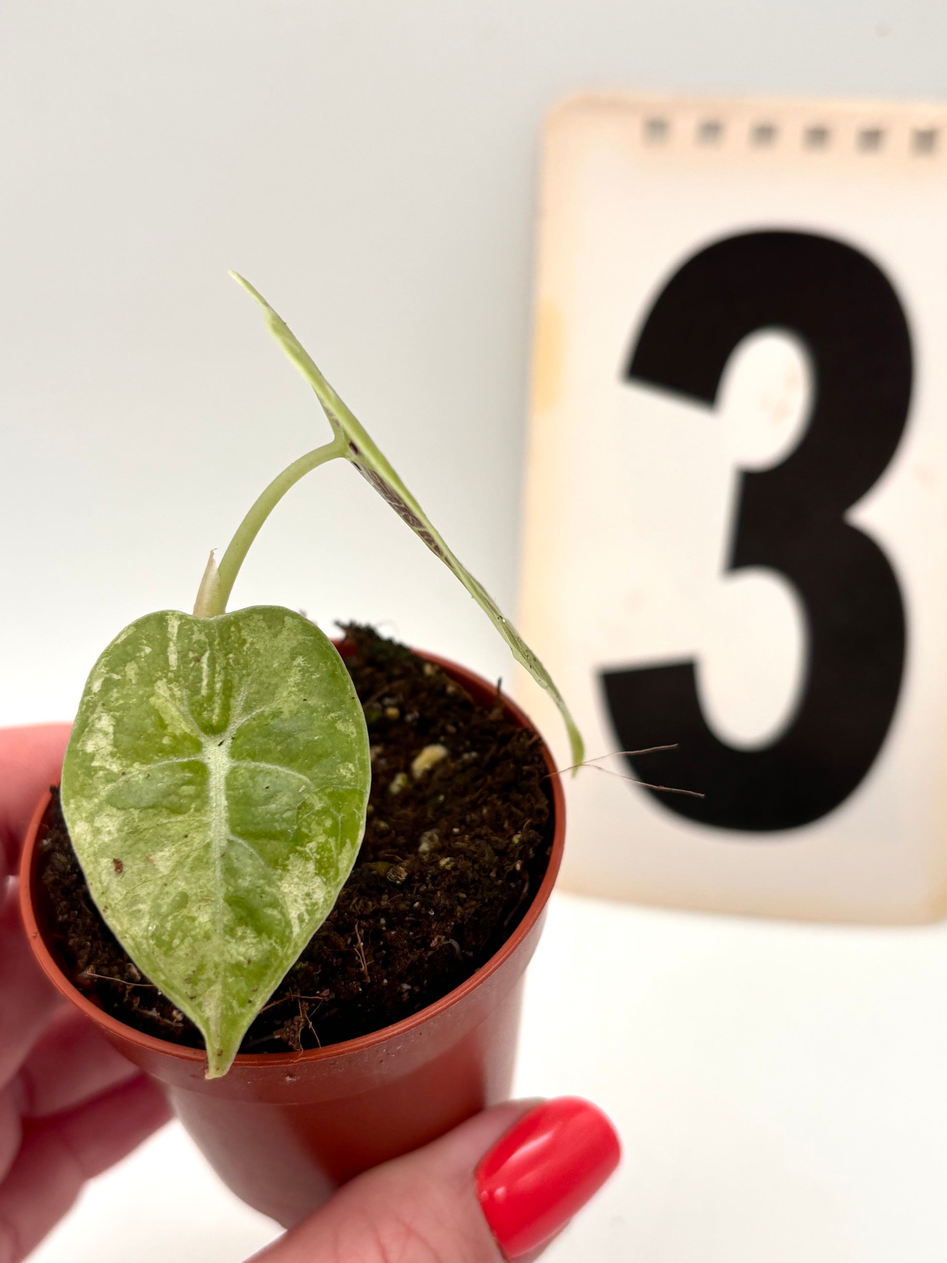 Alocasia Watsoniana Doff Variegata