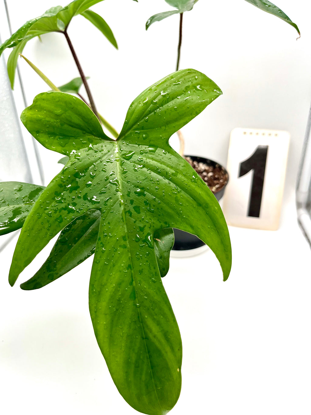 Philodendron Florida Beauty Green