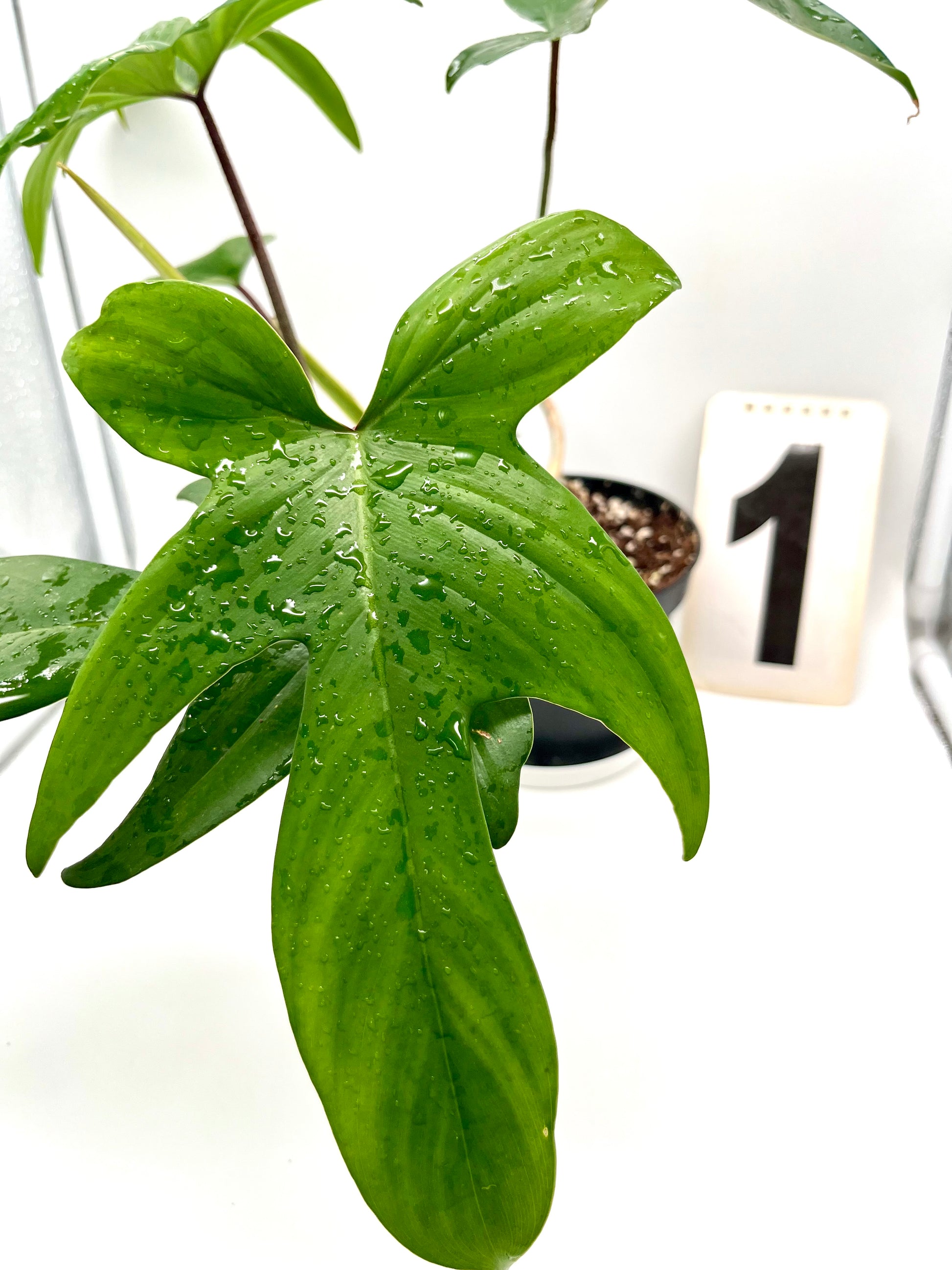 Philodendron Florida Beauty Green