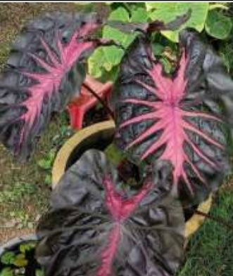 Große, grüne Colocasia Queen Of Phoenix Pflanze mit hohen Blättern, exotisches Garten- oder Zimmerpflanzenbild