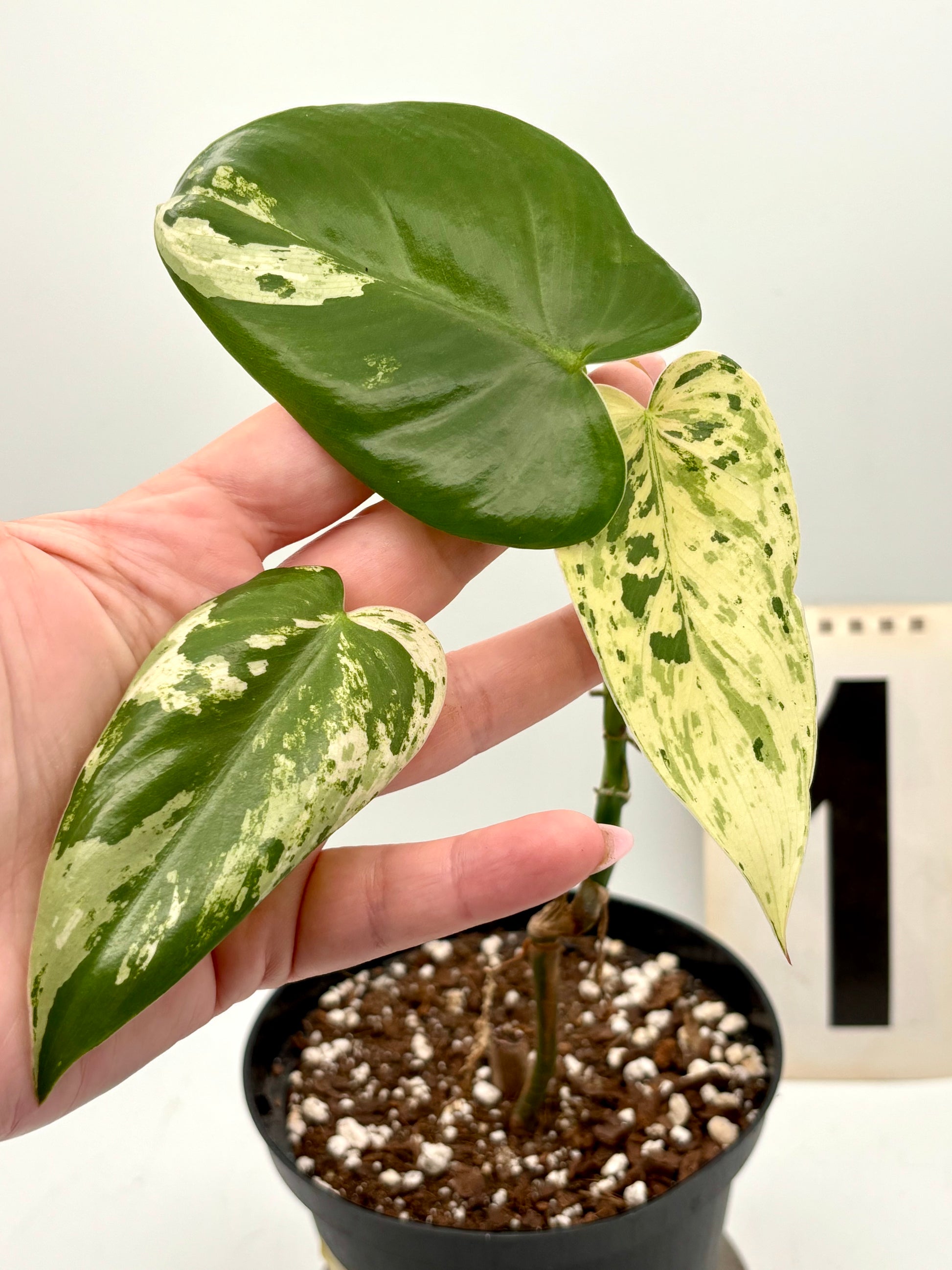 Philodendron Ilsemanii