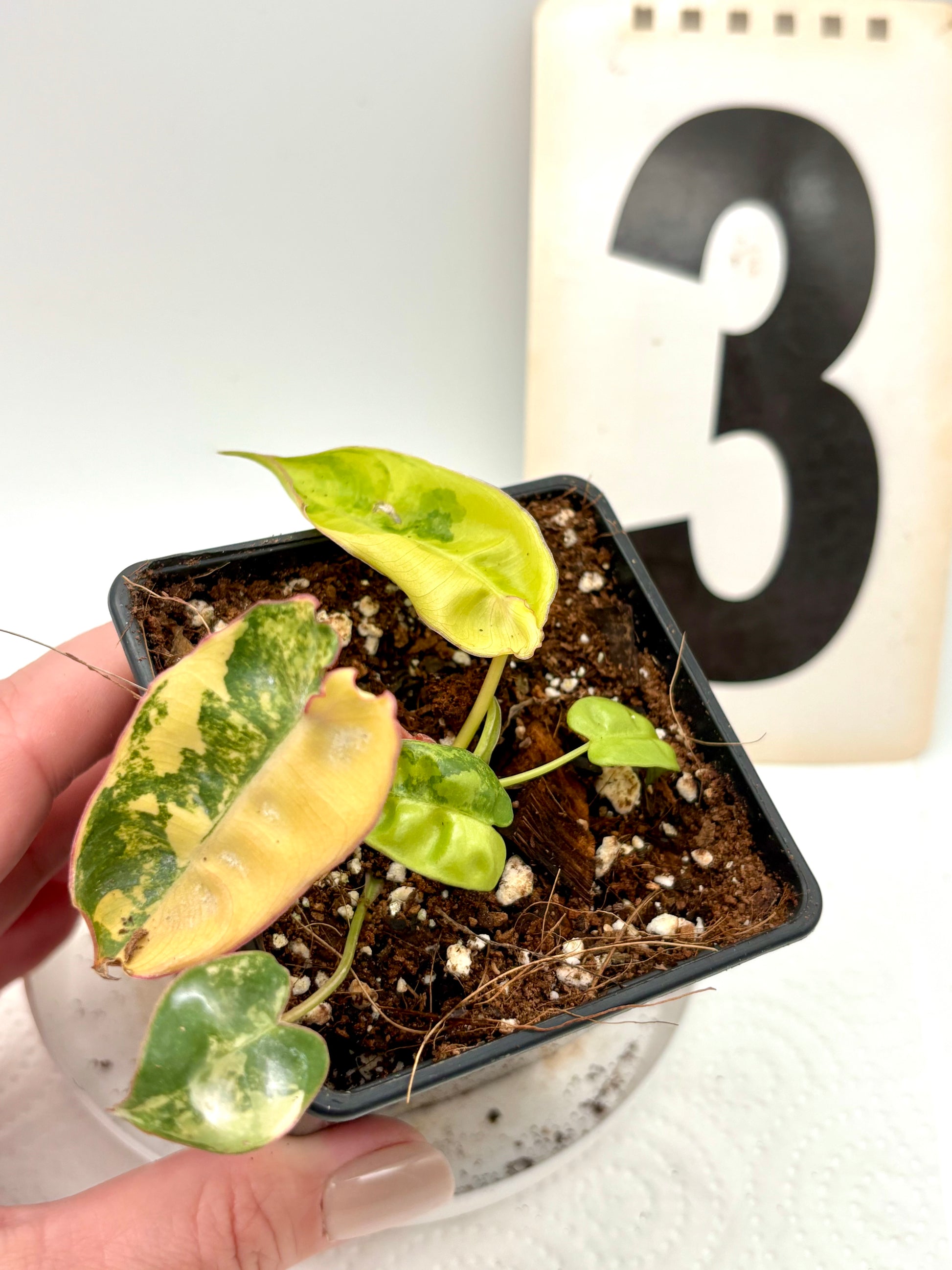 Philodendron Billietiae Variegata