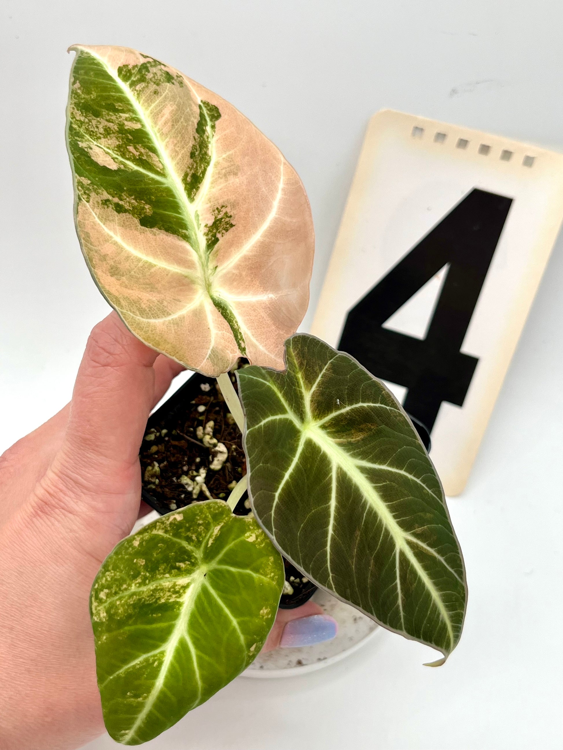 Alocasia Black Velvet Aurea Variegata