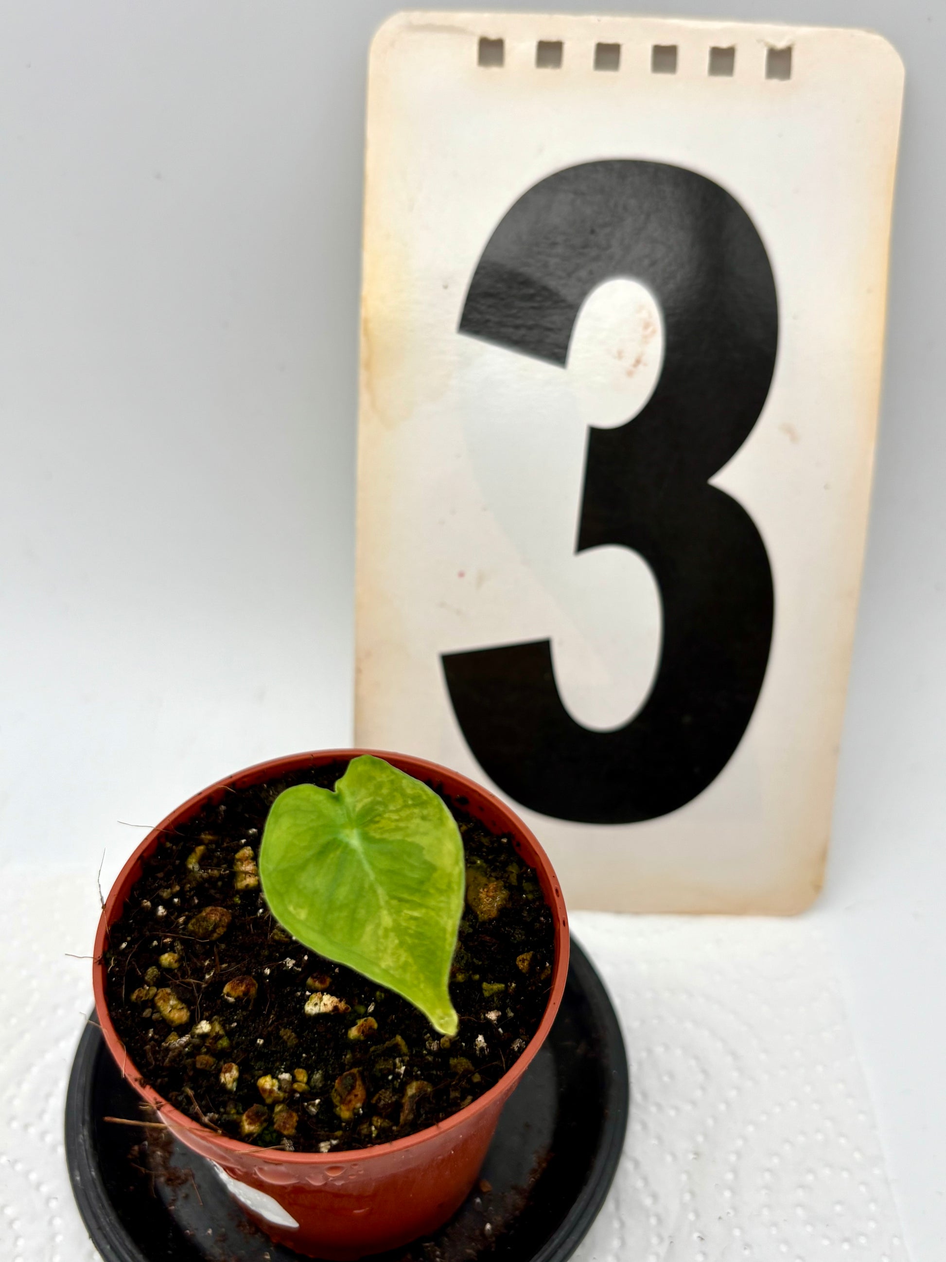 Alocasia London Eye Variegata