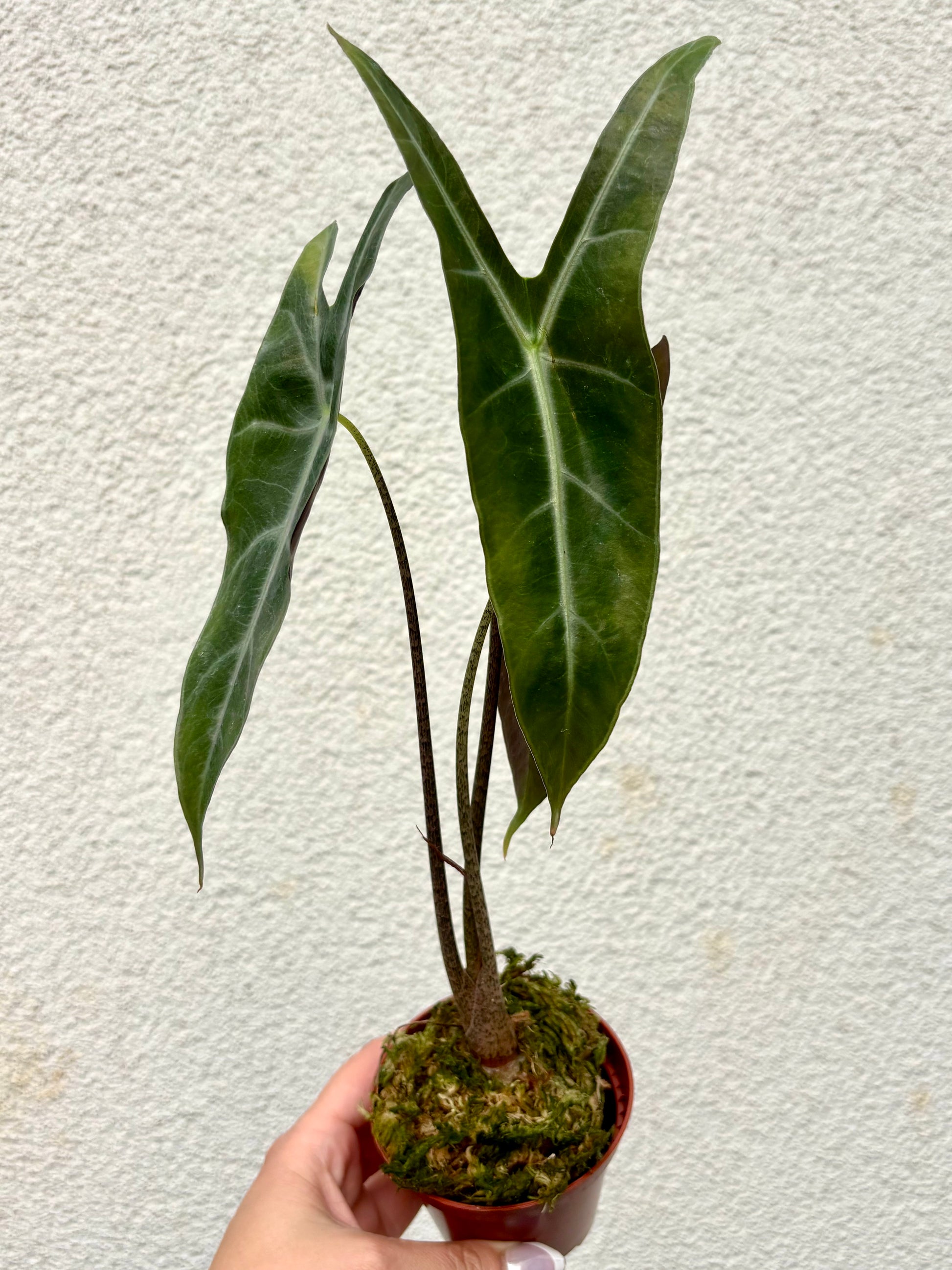 Alocasia Longiloba NOID