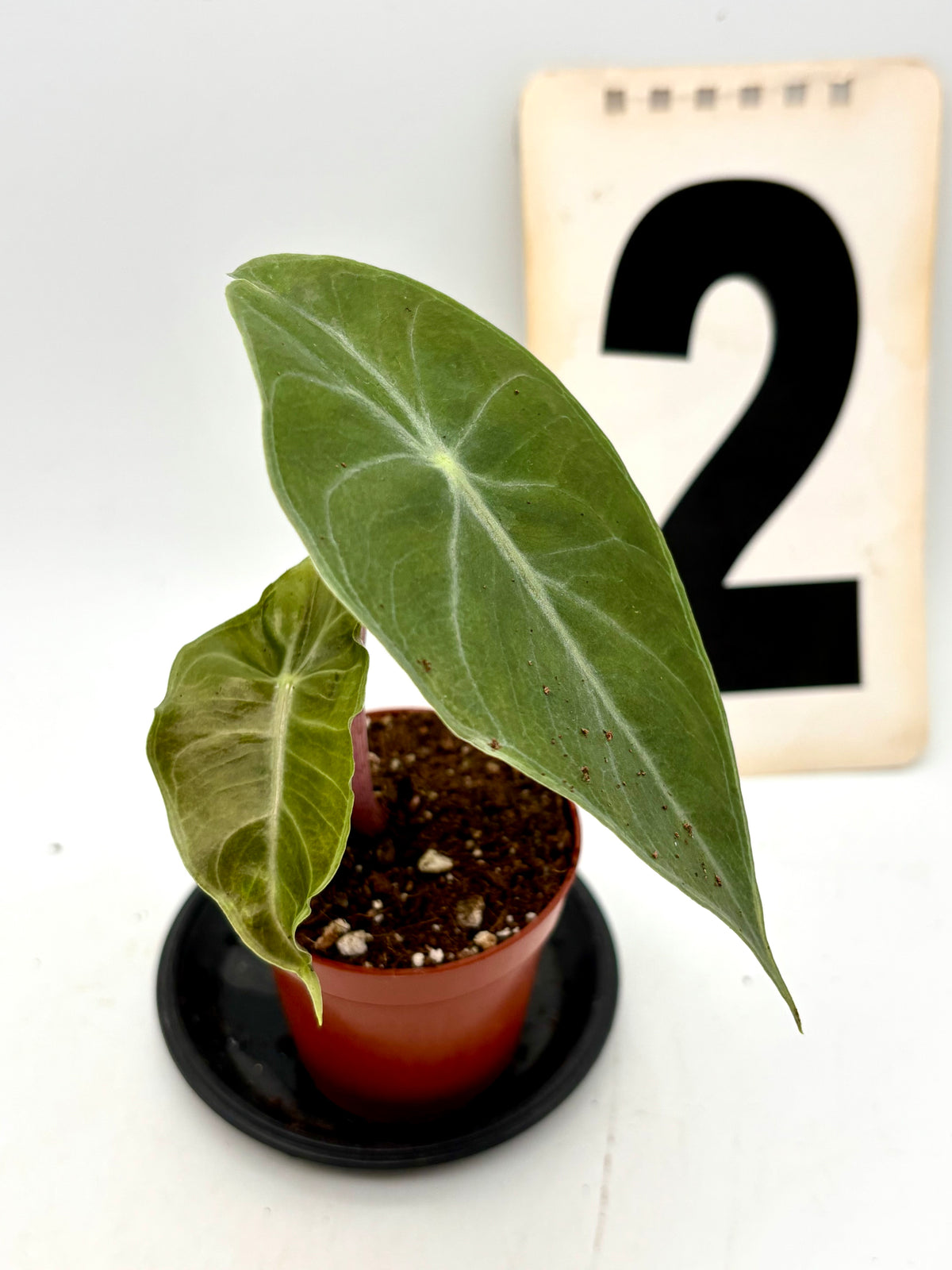 Große Alocasia Morocco Pflanze von Exotic-Flowers mit breiten, glänzenden grünen Blättern auf dunklem Hintergrund