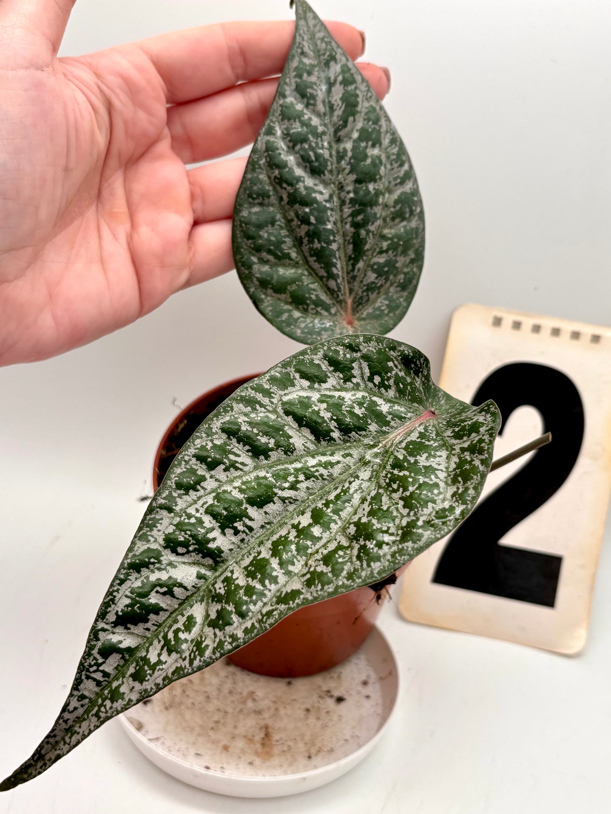 Piper Ornatum - Exotic-Flowers