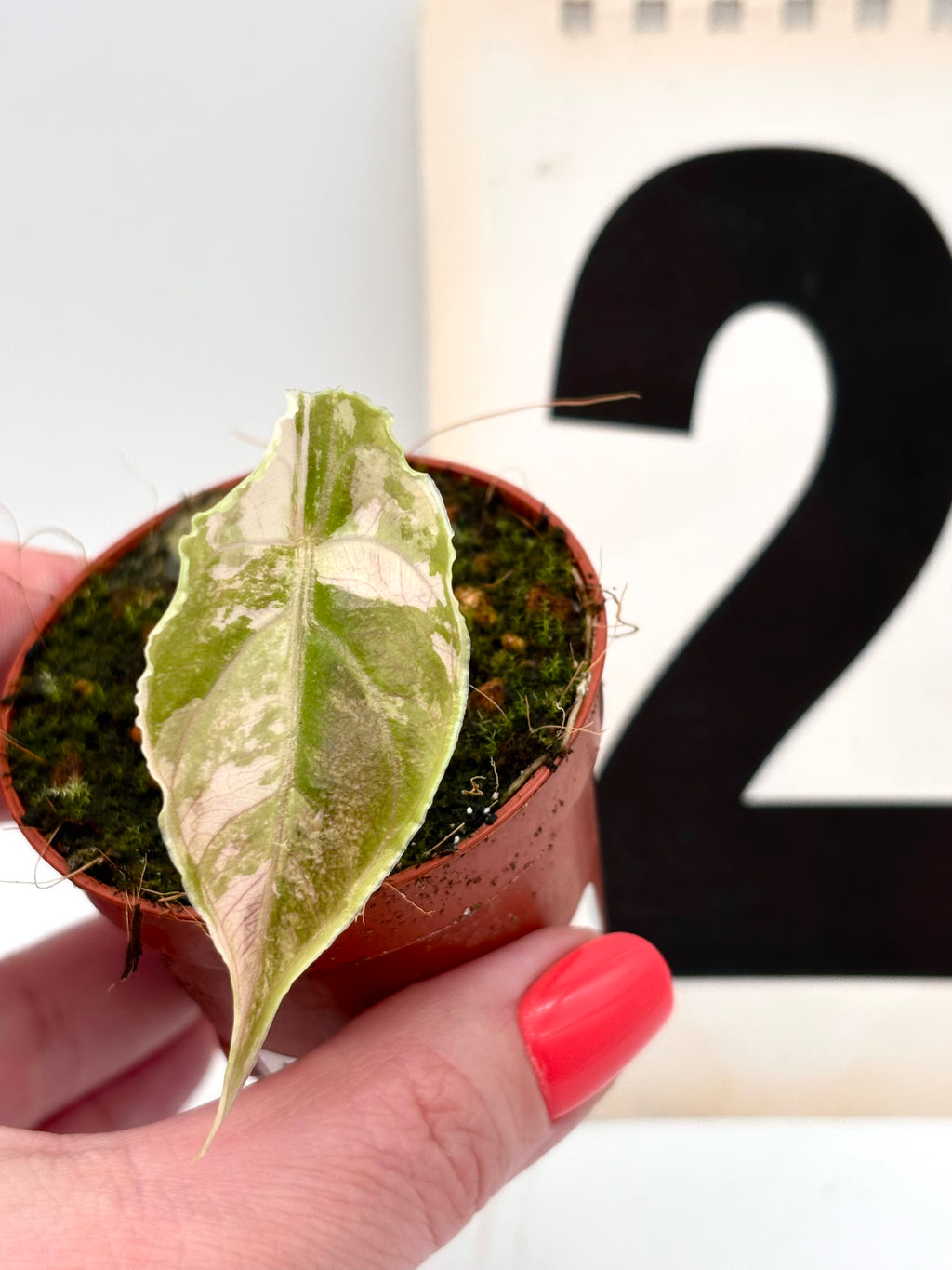 Alocasia Azlanii Variegata