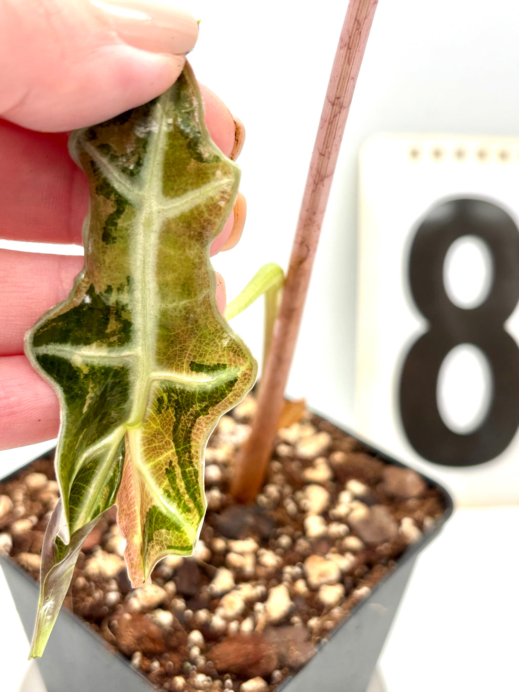 Alocasia Nobilis Variegata Pflanze mit grünen und weißen, variierten Blättern, exotische Zimmerpflanze von Exotic-Flowers