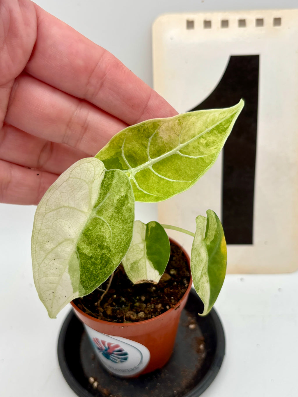Alocasia Watsoniana Variegata Pflanze mit großen, glänzenden grünen und weißen Blättern, im Top.