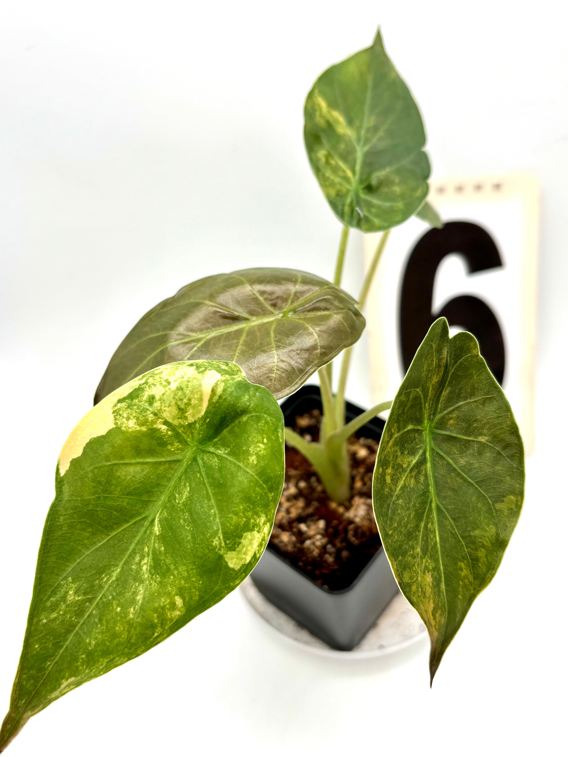 Alocasia Wentii (Sunset) Variegata