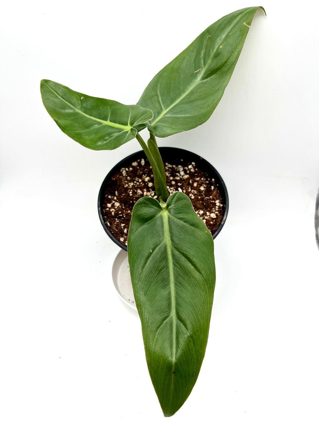 Philodendron Maximum