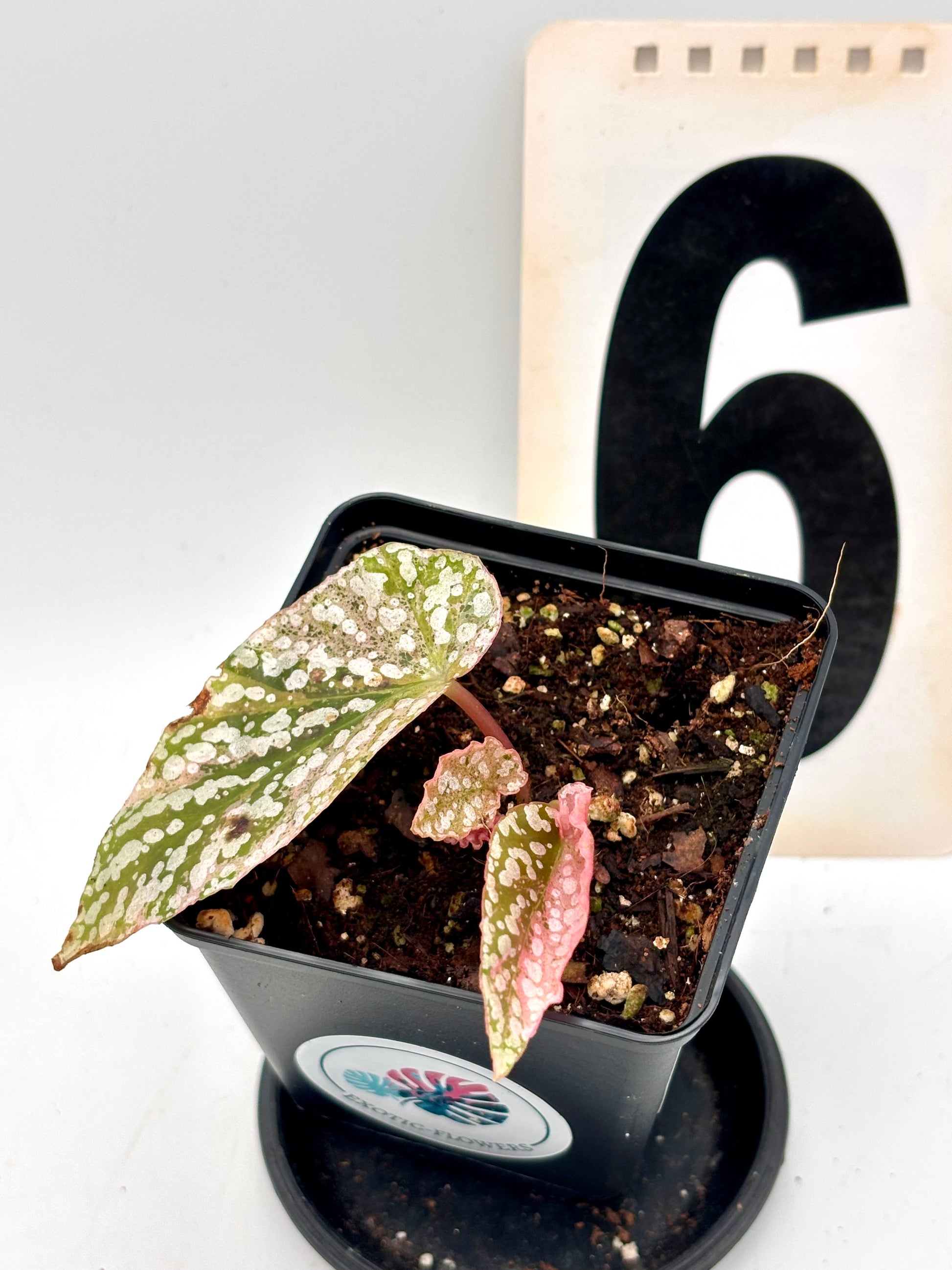 Begonia Snowcap Variegata - Exotic-Flowers