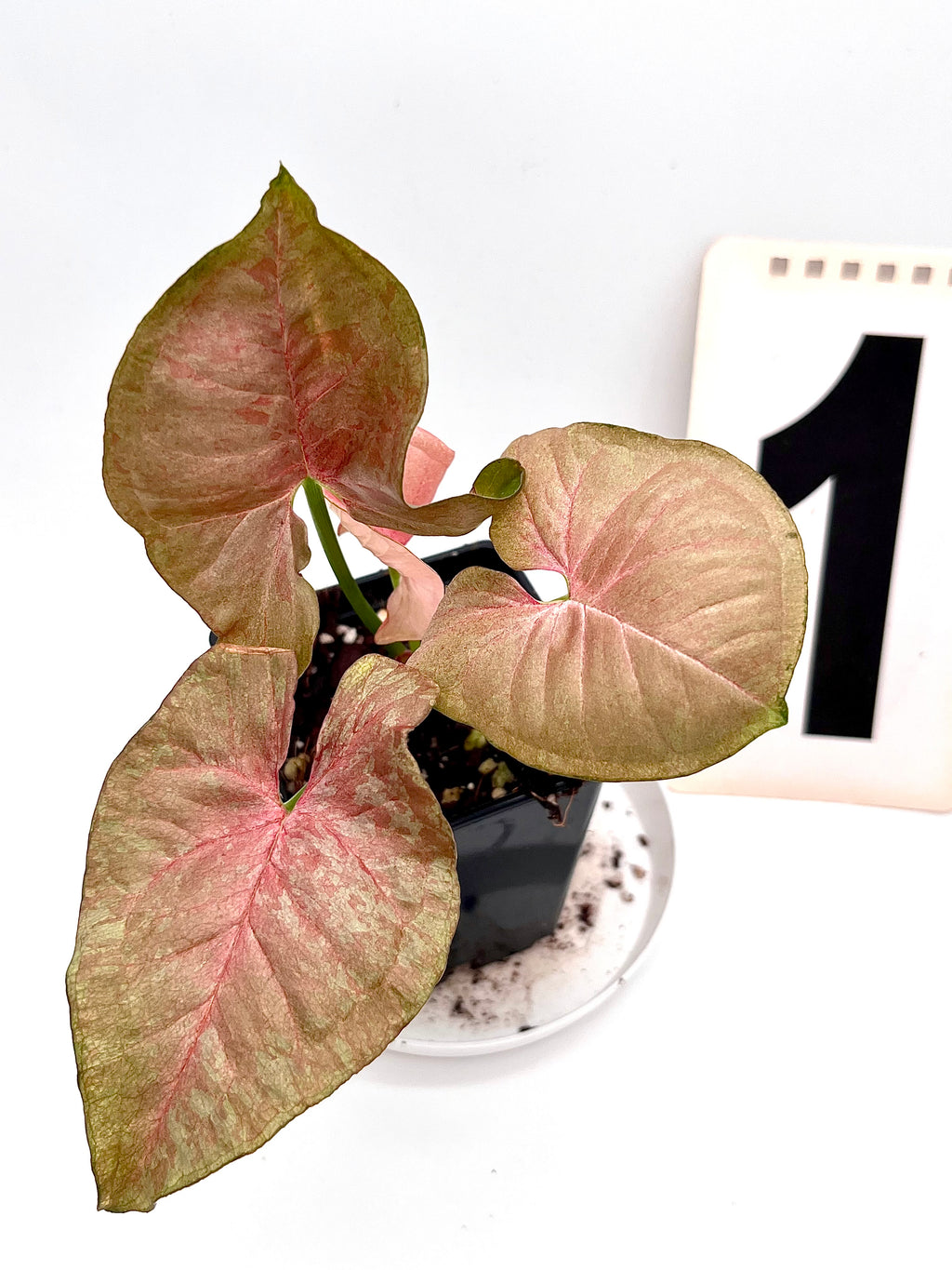 Syngonium Pink Marble